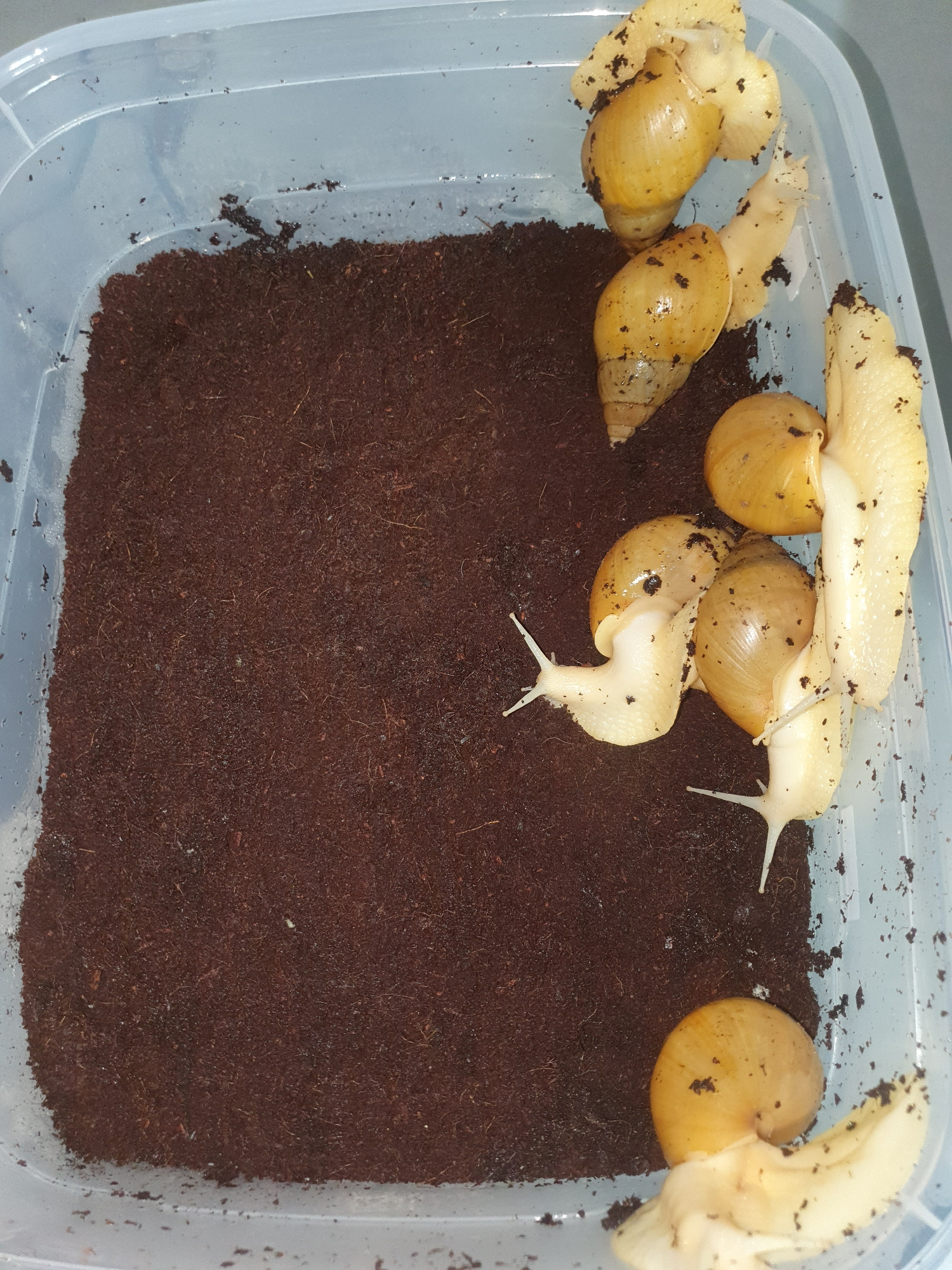 This image depicts a clear plastic container filled with dark brown substrate, likely coco coir or soil. Several light-yellow snails with conical shells are present within the container. Some snails are partially burrowed in the substrate, while others are visible on the surface. The container appears to be placed on a neutral-colored surface, possibly a floor or table. There is no indication of the city of Shiraz, Iran, or any specific urban environment in the image. The focus is solely on the snails and their enclosure.