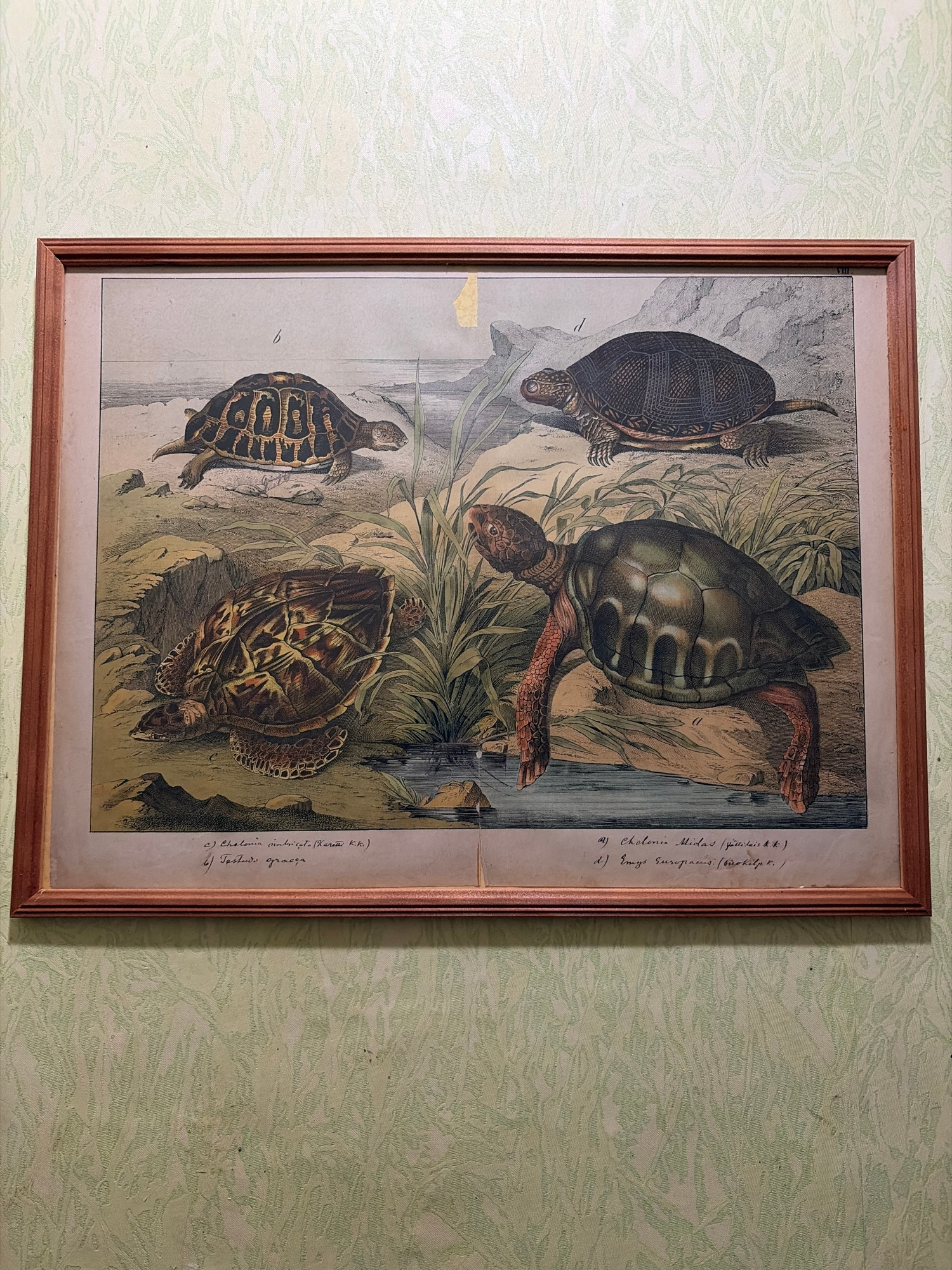 A framed print depicting four turtles is hanging on a light green patterned wallpaper. The print features a realistic, hand-colored illustration of turtles in a naturalistic setting with rocks, vegetation, and water. The turtles are labeled with scientific names and letters in cursive handwriting at the bottom of the print. The frame is made of wood and has a reddish-brown hue. The photograph is taken from a slightly angled perspective, showing the print on the wall. The image is well-lit, and the details of the print are clearly visible. The setting appears to be an interior wall of a room, possibly a house or a museum. There is no indication of the specific location in Saint Petersburg, Russia, or any people or actions taking place.