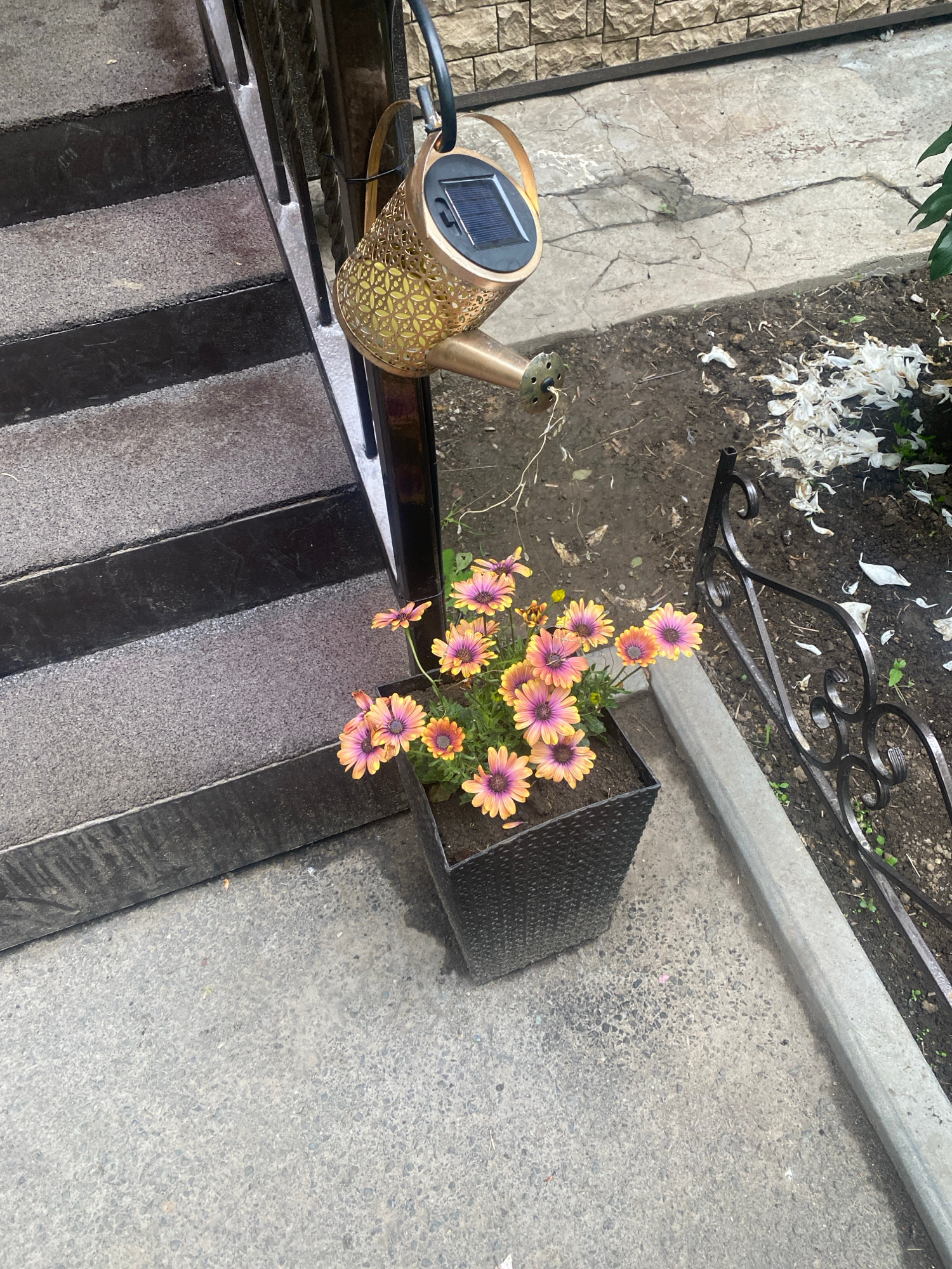 An eye-level, medium shot captures a planter filled with blooming African daisies situated next to a dark, multi-tiered staircase. The flowers, with their vibrant pink and yellow petals, are the focal point, contrasting with the muted tones of the surroundings. To the left, the concrete steps are worn and speckled. Above and behind the planter, a decorative, gold-colored watering can with a solar-powered light hangs from a dark railing. The watering can's perforated design allows light to filter through. The background reveals a cracked concrete pathway leading to a textured stone wall. A black wrought-iron fence runs along the right side of the image, separating the pathway from a patch of dark soil dotted with scattered white debris, likely fallen petals. The overall scene suggests an outdoor urban setting, possibly a garden or entryway.