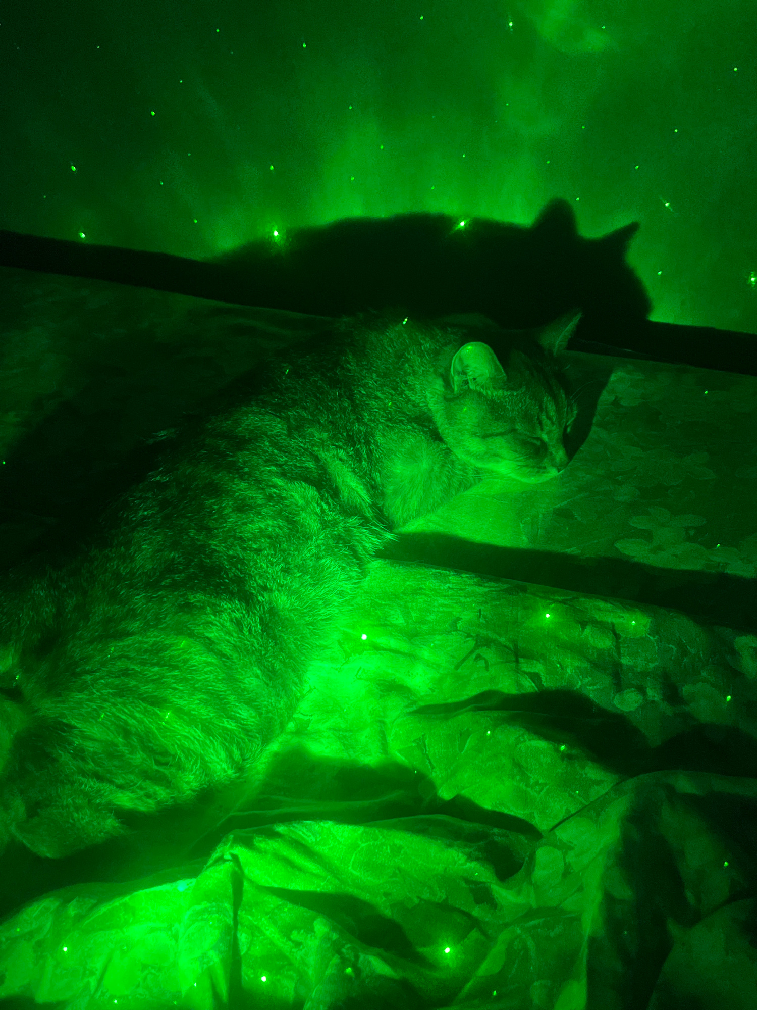 An adult tabby cat is lying down and sleeping on a patterned surface, possibly a blanket or bedspread, which is illuminated by a green light. The green light casts a shadow of the cat on a wall behind it, and also creates bright green light effects resembling stars or dust particles in the air. The overall scene is dimly lit, with the green light being the primary source of illumination. There are no people present in the image, and no visible elements suggest a specific location in Nizhny Tagil, Russia.