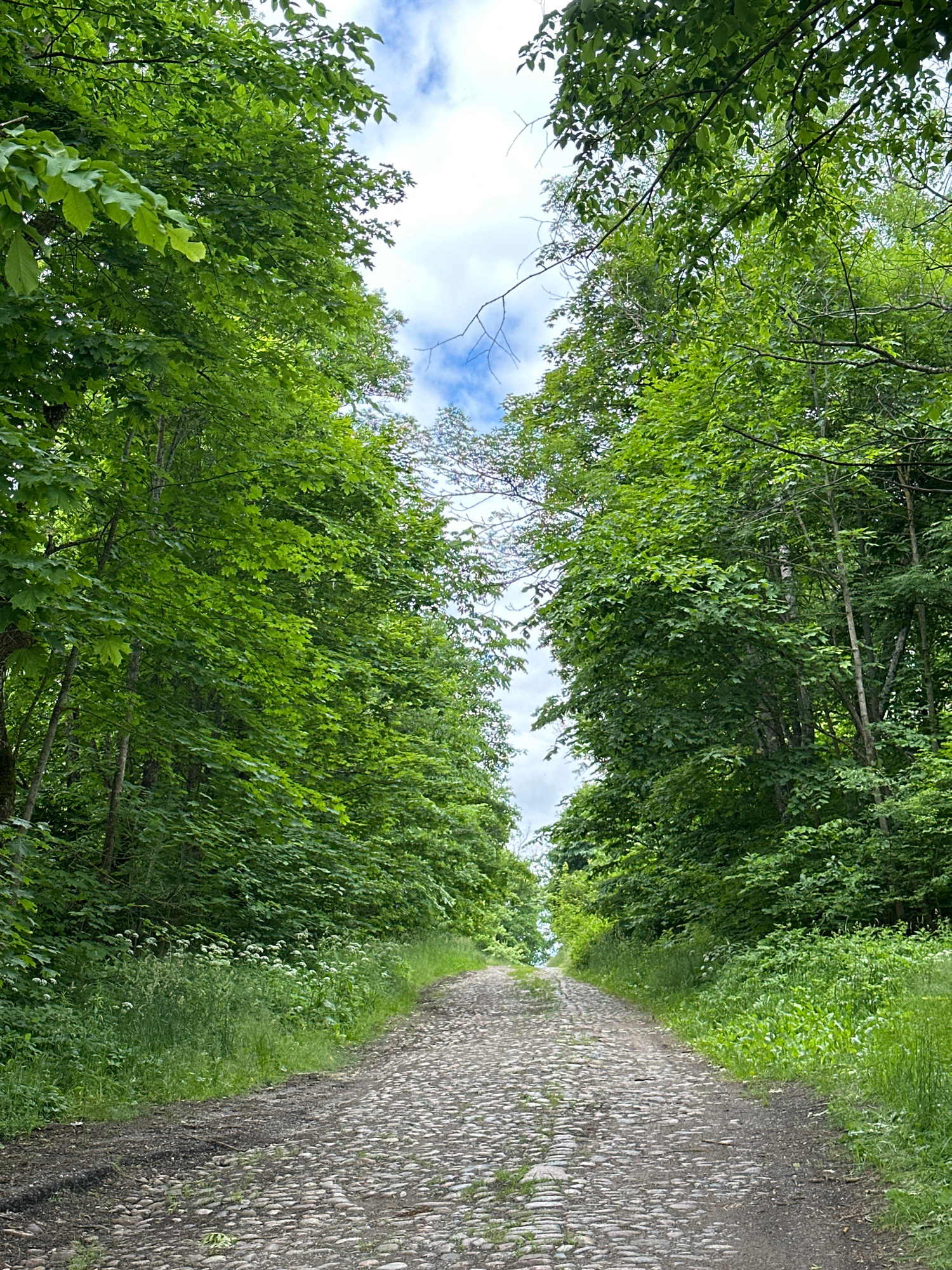 This image depicts a cobblestone road winding uphill through a dense forest. The road is bordered by lush green trees on both sides, creating a canopy overhead that partially obscures the bright, cloudy sky. Small white flowers are visible in the grass along the edges of the road. The scene appears to be a natural landscape, likely a path or trail, with no human presence or visible structures. The location is identified as Хаценчыцкі сельскі Савет, Belarus.