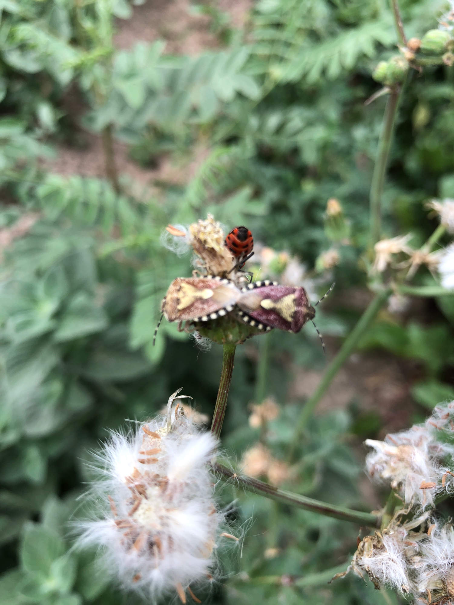 A close-up, top-down view captures two insects on a thin, green stem surrounded by blurred green foliage. The primary subject is a larger shield bug, characterized by its triangular, purple-brown shell with intricate yellow and black markings. It is positioned vertically, facing downwards. To its left and slightly below, a smaller, round ladybug with a bright red shell and black spots is visible. The ladybug is positioned horizontally. Both insects appear to be resting on or near fluffy, white seed heads of a plant, which are also blurred in the background. The overall setting is natural, suggesting an outdoor environment like a garden or meadow. The lighting appears to be natural daylight, though the time of day and weather are not discernible. There is no visible text in the image. The focus is sharply on the insects, while the background is softly blurred, creating a shallow depth of field.