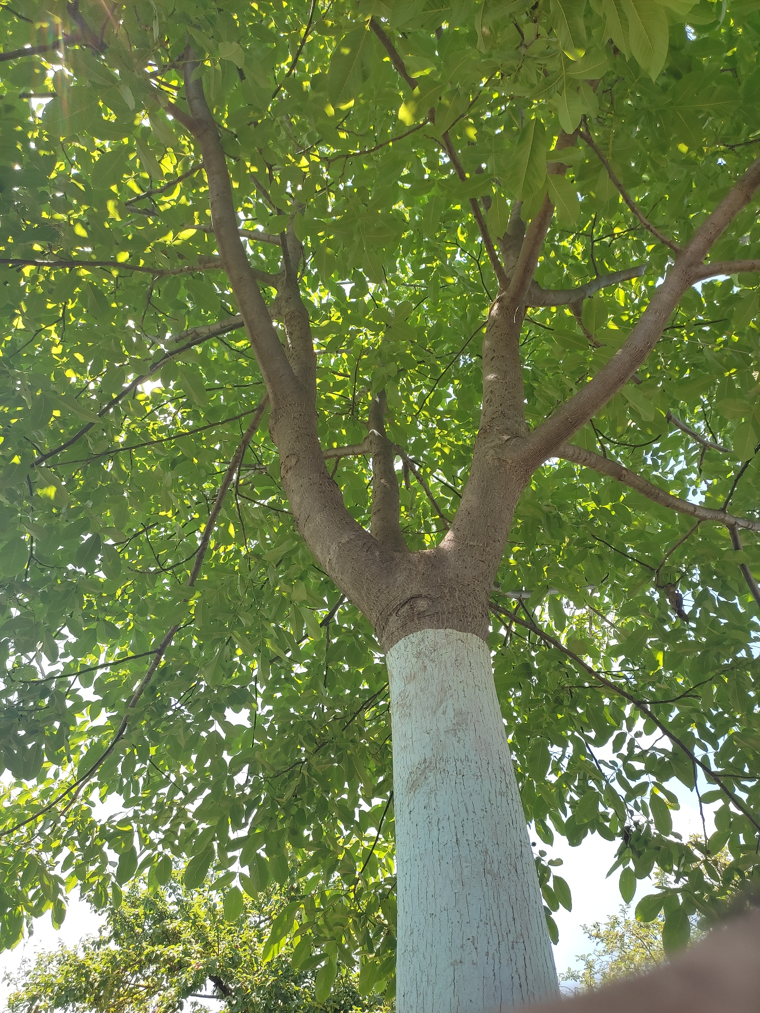 A low-angle medium shot captures a tree trunk from the perspective of looking up into its canopy. The trunk is thick and textured, with a distinct band of white paint encircling its lower portion. Above the painted section, the trunk branches out into several limbs covered in dense, green foliage. The leaves are illuminated by sunlight, creating a dappled effect against the bright sky. The background shows more greenery and hints of blue sky, suggesting an outdoor setting in a city, likely a park or residential area, with no people or specific landmarks visible to determine the exact location.