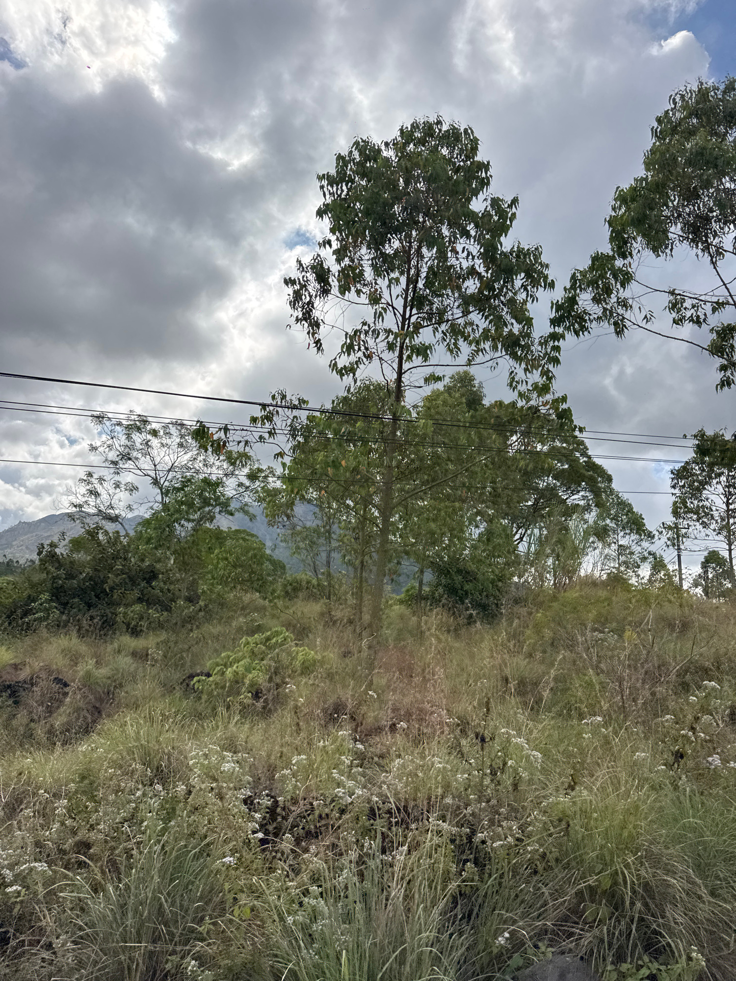 This image captures a cloudy, overcast sky over a grassy hillside dotted with trees and vegetation. In the distance, mountains are visible through the foliage. A few power lines are strung across the scene. The foreground is dominated by tall grasses and small white wildflowers. A small, purple kite is visible high in the sky. This scene is representative of the natural landscape found in the city of Kintamani, Indonesia.