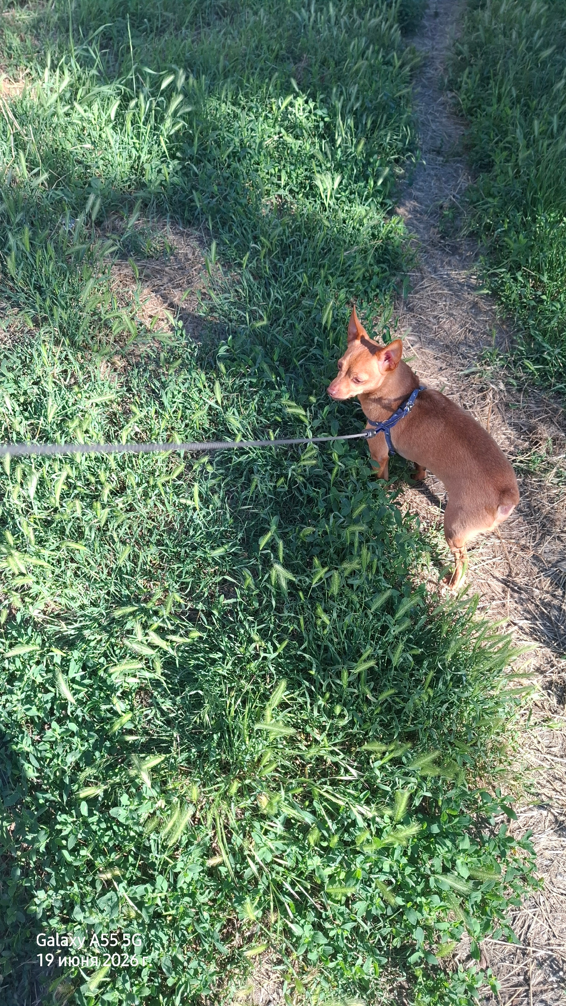 This media file shows a small, tan-colored dog wearing a blue harness and leash, standing on a patch of grass and dry earth. The dog is facing left, looking down at the ground with its ears slightly perked. The scene appears to be outdoors during the daytime, with bright sunlight casting shadows. The ground is covered in green grass, with some dry, brown patches and a visible path on the left side of the image. The grass is tall and has seed heads, suggesting it might be late spring or early summer.
The image is taken from a high angle, looking down at the dog and its surroundings. The location is identified as Rostov-on-Don, Russia, and the date 19 июня 2020 is visible in the lower right corner, along with the text "Galaxy A55 5G". There are no people visible in the image, and the focus is on the dog and the natural environment. The overall mood is peaceful and ordinary, depicting a moment of a dog on a walk.