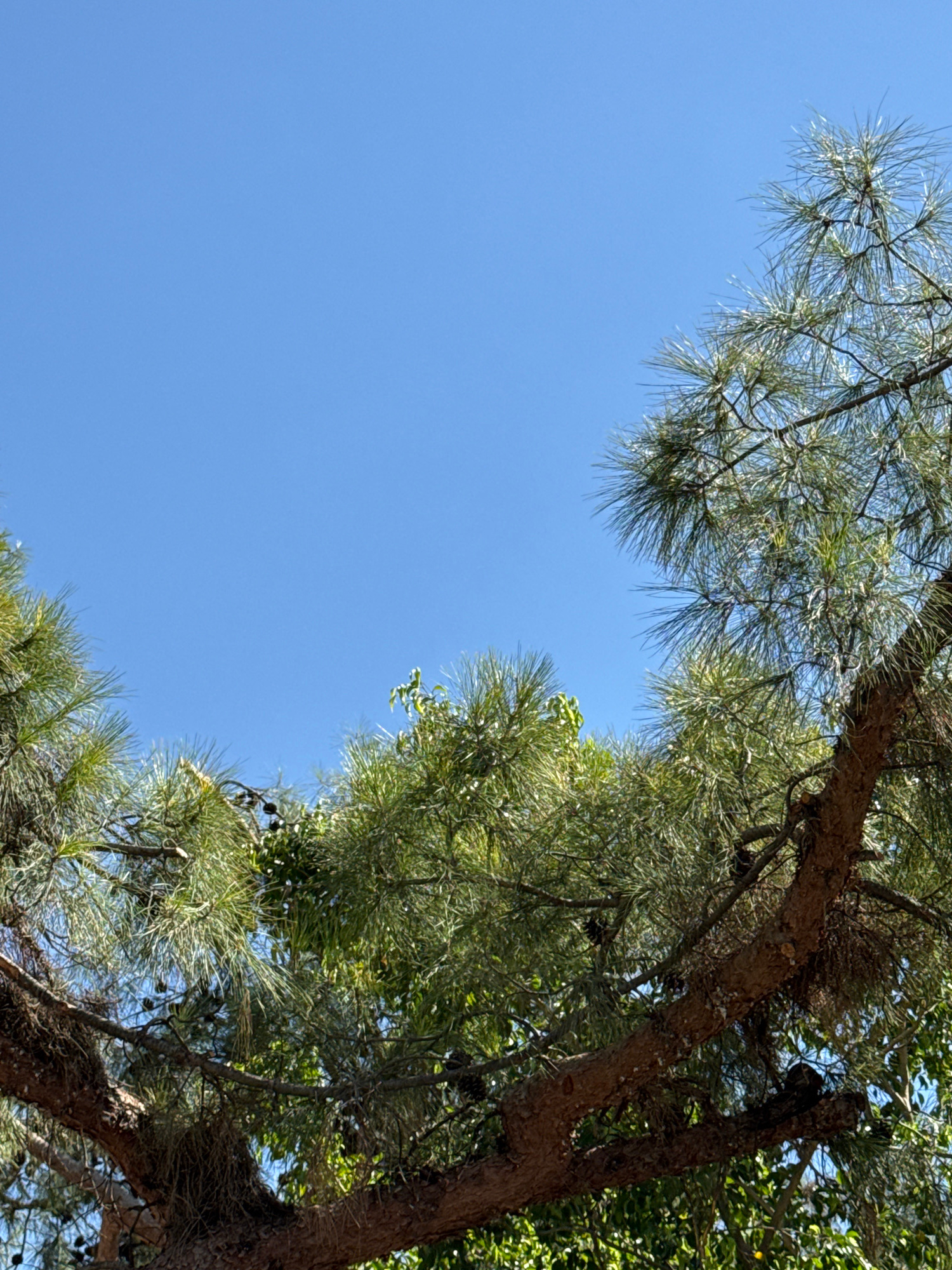 A low-angle medium shot captures a view of the clear blue sky through the branches and needles of pine trees. The branches are thick and brown, with some smaller twigs branching off. The needles are a vibrant green, creating a dense canopy in some areas. Pine cones are visible scattered among the needles. The scene appears to be in a natural setting, possibly a park or a garden, given the presence of mature pine trees against the backdrop of a clear sky. The lighting suggests a bright, sunny day. The image is taken outdoors in Athens, Greece.