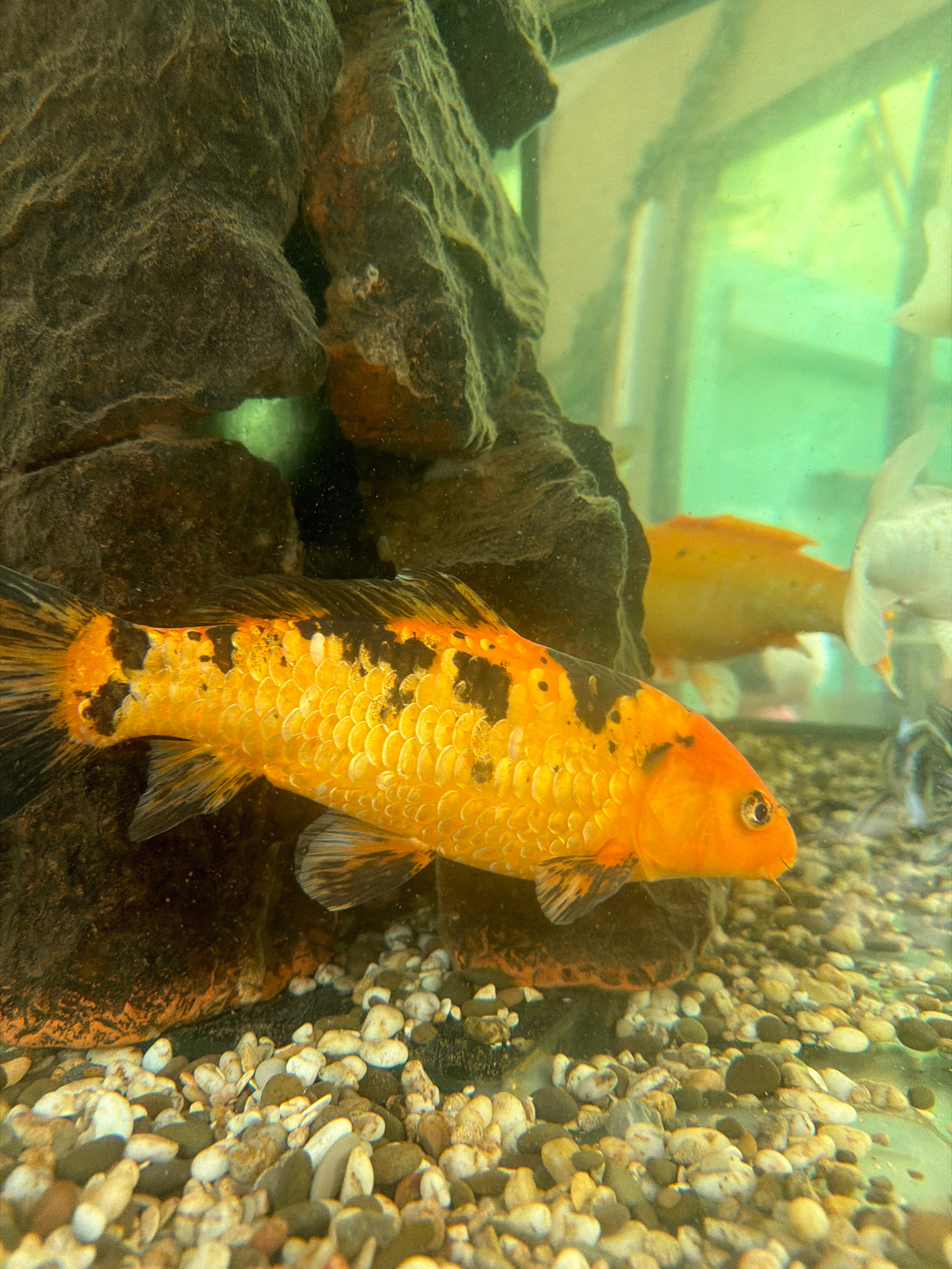 An orange and black koi fish swims in a freshwater aquarium, positioned in the foreground and facing right. The fish is detailed, with visible scales and fins. Behind it, another blurred orange koi swims, and a portion of a white koi is visible to the right. The aquarium contains dark, rocky decorations on the left and a bed of small pebbles on the bottom. The water appears slightly murky, and the lighting creates a greenish tint on the right side of the image. The background is blurred and shows hints of outdoor greenery. The scene is indoors, within an aquarium.