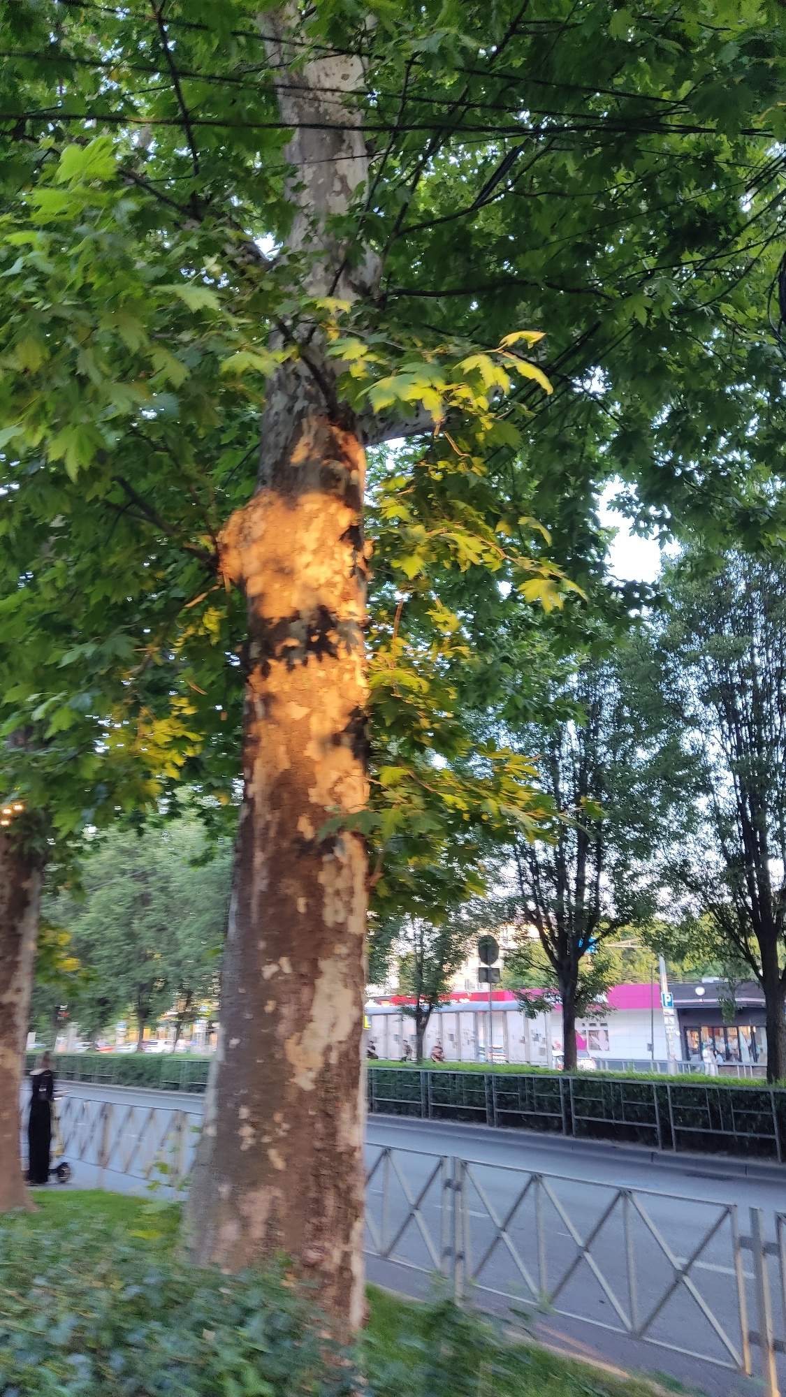 The image captures a tree with a mottled bark, illuminated by sunlight filtering through its lush green foliage. In the background, a street scene unfolds with a road, a metal fence, and buildings with various facades. A person is visible on the left side of the frame, standing next to a scooter. The presence of a street, buildings, and the general urban environment suggest this scene is located within a city. However, there is no specific visual information within the image that definitively indicates it is in Krasnodar, Russia.