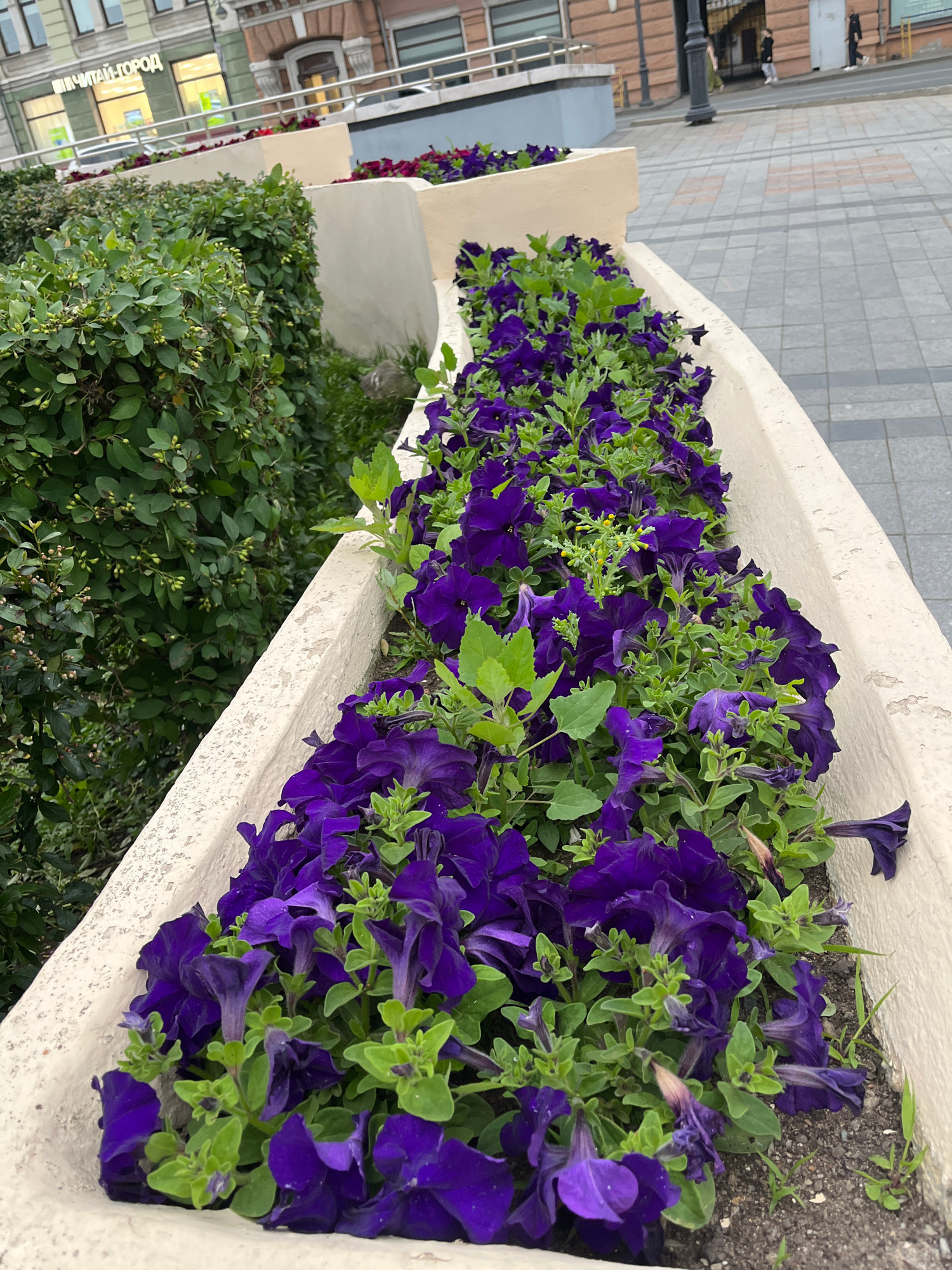 The image displays a long, rectangular concrete planter filled with vibrant purple petunias and lush green foliage. The planter is situated outdoors, with a sidewalk paved with gray square tiles visible in the background. To the left of the planter, there are glimpses of buildings with windows and architectural details, suggesting an urban setting. One building features signs with Cyrillic text, including "ЧТАЙГОРОД," which translates to "Read City" or "Book City," and another part that appears to read "ГОРОД" ("City").
The petunias are densely packed, showcasing a rich, deep purple hue. Some flowers are in full bloom, while others are buds or in the process of wilting, indicating the ongoing life cycle of the plants. The green leaves and stems provide a strong contrast to the vivid purple of the flowers. Below the planter, there is more dense, green shrubbery, adding to the natural elements within the urban landscape.
The lighting in the image suggests it might be daytime, possibly overcast, as there are no harsh shadows, and the colors are well-lit but not overexposed. The overall scene conveys a sense of urban beautification through the use of colorful flowers. The perspective is from a slightly elevated viewpoint, looking down at the planter and the surrounding area.