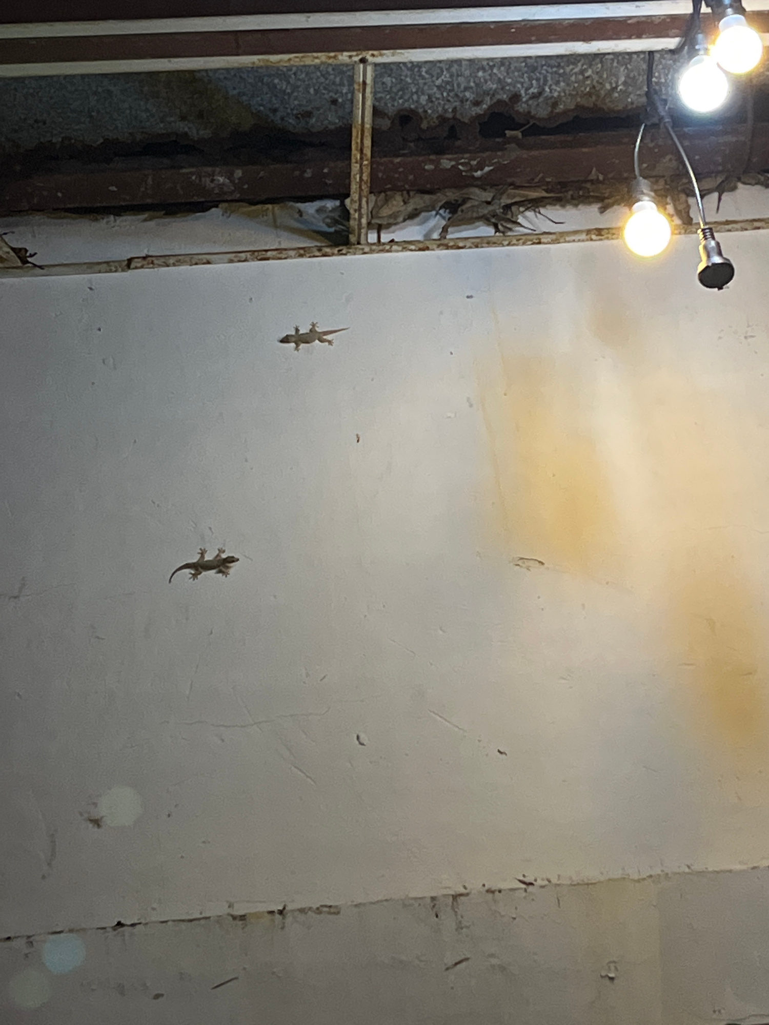 The image shows an indoor ceiling with a distressed, damaged surface, possibly due to water damage or neglect. Exposed beams and insulation are visible in the upper portion of the frame. Several light bulbs hang from wires, providing illumination. Two small lizards are present on the white ceiling surface, one higher up and to the left, and the other lower down and to the left. The overall scene suggests an unkempt or abandoned interior space, potentially in Phu Thuy Ward, Vietnam, as indicated by the prompt. There are no people or clear interactions visible, only the static presence of the lizards and the decaying environment.