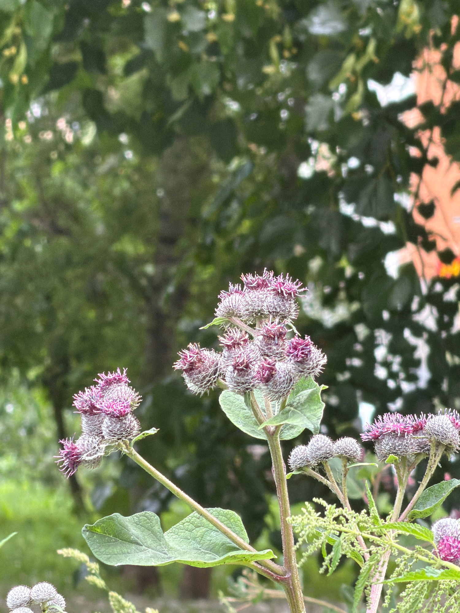 This media file captures a close-up view of burdock flowers in Moscow, Russia. The burdock plants are the primary subjects, with their distinctive spiky purple flower heads and large, textured green leaves. Several flower heads are visible, some in bloom with their purple florets extending outwards, and others appearing more closed and fuzzy. The plants are growing on a stem that extends diagonally across the frame. The background is a soft, blurred tapestry of green foliage, suggesting a natural outdoor setting like a park or garden. Hints of sunlight filtering through the leaves create bright, out-of-focus highlights. The time of day appears to be daytime, with bright lighting. The overall mood is natural and serene. No people, text, or specific events are depicted. The focus is solely on the botanical details of the burdock plants.