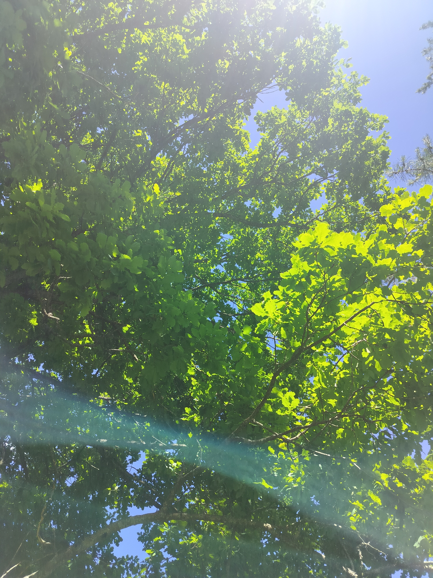 This is a low-angle, outdoor, eye-level shot looking up through the dense green foliage of an oak tree against a clear blue sky. The sun is shining brightly from the upper right corner, causing a lens flare that creates a blue-green light streak across the image from the top left to the bottom right. The leaves are a vibrant green, with some areas brightly illuminated by the sun and others in shadow. Tree branches are visible throughout the frame, providing structure to the dense canopy. The sky is visible in the gaps between the leaves, a consistent, bright blue. The image appears to be a close-up view of the tree canopy, with no discernable background elements such as buildings or other structures. The scene is one of natural foliage and sunlight, suggesting a peaceful, possibly warm-weather environment.