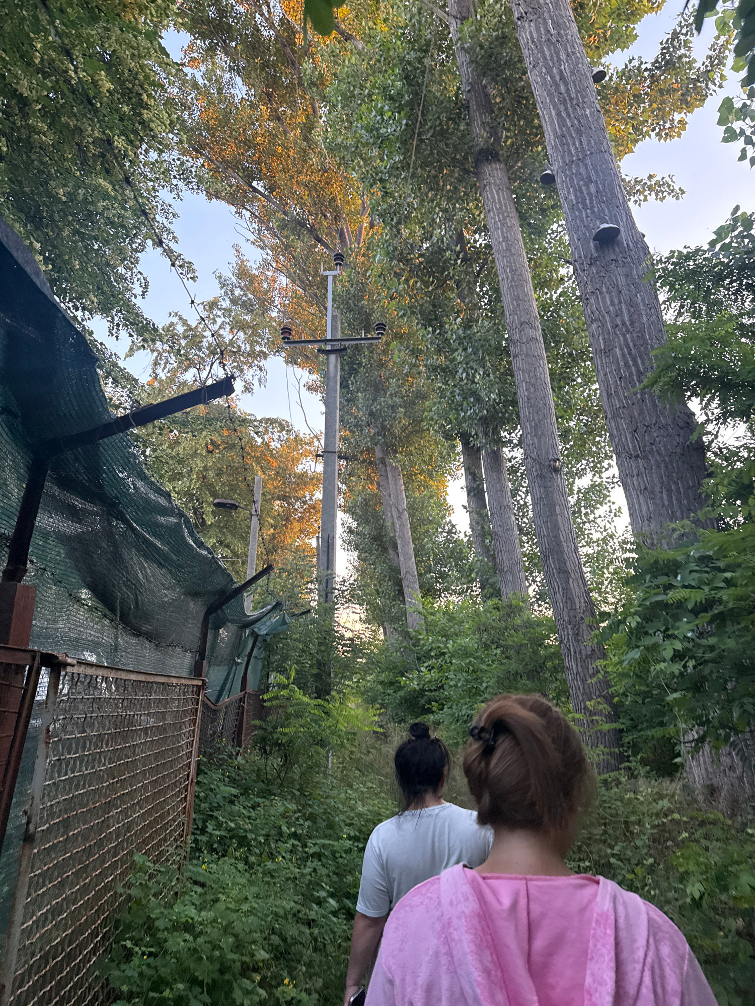 The image shows two women walking away from the camera down a path bordered by lush green vegetation on the right and a rusted metal fence covered with green mesh on the left. Tall trees with exposed roots and some mushrooms growing on their trunks line the right side of the path. The path leads towards a power line pole with wires. The woman in the foreground wears a pink hoodie, and the woman behind her wears a white t-shirt. The environment appears to be a wooded area, possibly on the outskirts of Obukhivka, Ukraine, given the presence of utility poles and a fence that might indicate a boundary or industrial area. The lighting suggests it is late afternoon or early evening, with sunlight filtering through the trees and illuminating some of the foliage with a warm glow.