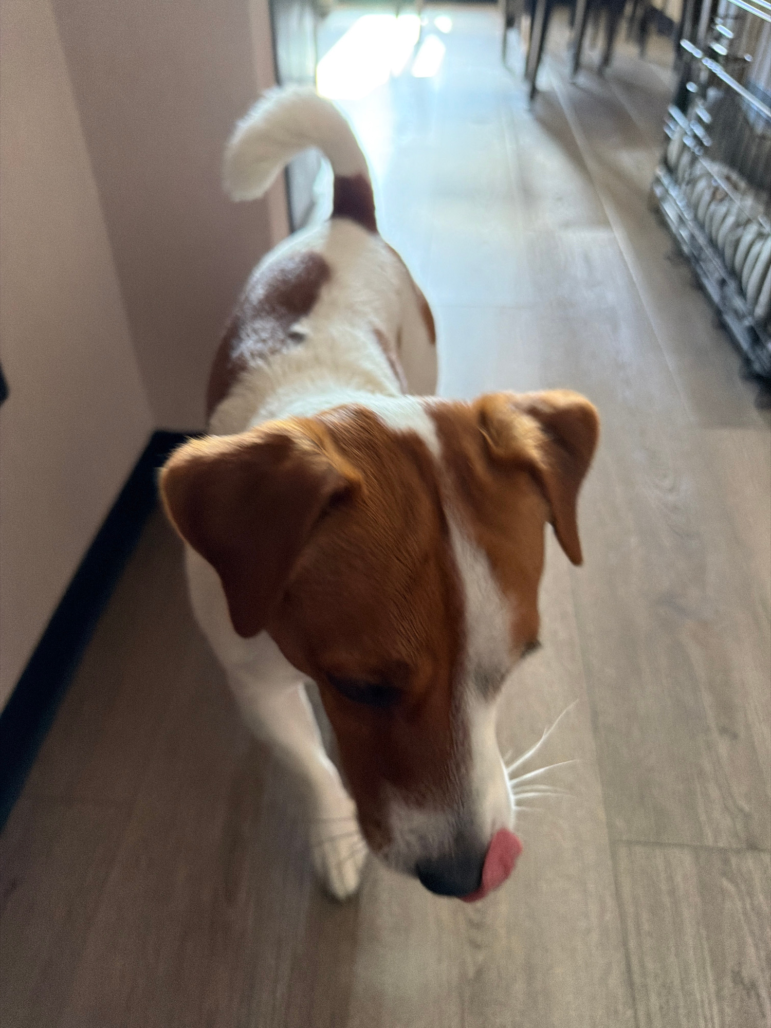A medium shot captures a Jack Russell Terrier from a low-angle perspective as it walks on a light-colored wooden floor. The dog, primarily white with brown markings on its head and back, has its tongue out, licking its nose. Its tail curves upwards, and its ears are slightly floppy. To the left, a pale pink wall is visible, and to the right, the floor extends into a hallway with a blurred background that suggests the presence of furniture and possibly other people, though no specific details are discernible. The lighting is bright, indicating a well-lit interior space. No specific location in Moscow, Russia, can be determined from the visual information provided.