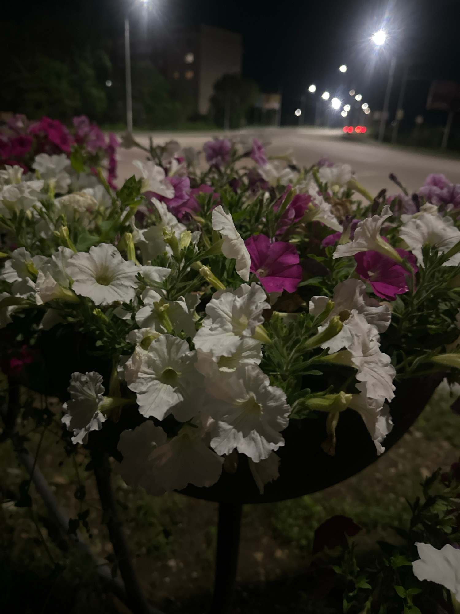 This image features a close-up, vertically oriented view of a planter filled with flowering petunias. The flowers are predominantly white, with some clusters of vibrant purple blooms interspersed throughout. The petunias are lush and abundant, with delicate petals and green foliage. The planter itself appears to be a dark, possibly black, material, and a portion of its curved edge is visible on the right side of the frame.
In the background, the scene suggests an outdoor setting at night. Several bright lights are visible, including a prominent, star-burst shaped light on the left and a series of smaller, circular lights in the distance. A row of red lights is also noticeable, hinting at the presence of streetlights or illuminated signs. A blurry, light-colored building or structure is faintly visible behind the lights. The ground is a dark, textured surface, possibly gravel or dirt, with some scattered green vegetation.
The overall mood is somewhat serene and picturesque, despite the darkness. The bright, artificial lights in the background contrast with the natural beauty of the flowers. The image seems to capture a moment of quiet beauty in an urban or semi-urban environment after dark. No people are visible, and no text is present in the image. The time of day is clearly night, indicated by the darkness and artificial lighting. The specific location cues, such as the lights and the building, are not distinct enough to pinpoint a precise spot within Birobidzhan, Russia.