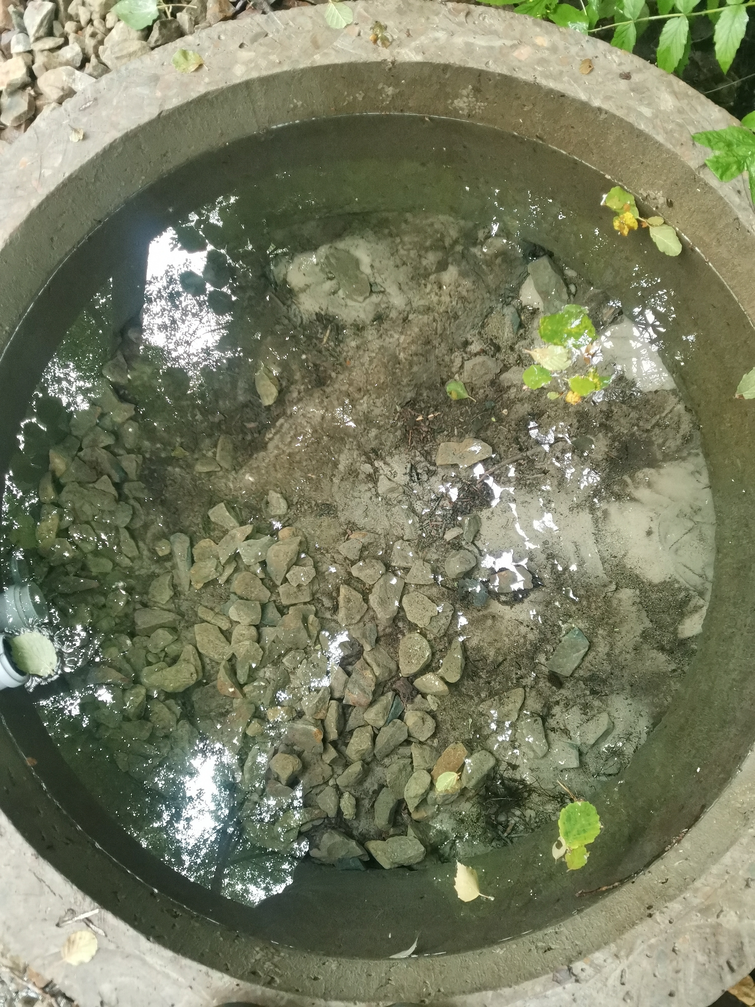 An overhead, medium shot captures a circular concrete structure filled with murky water and small grey rocks. A white pipe juts into the water on the left side. Leaves float on the surface of the water and are scattered around the rim of the concrete structure, which is surrounded by gravel and green foliage. The water reflects the bright sky and branches of trees.