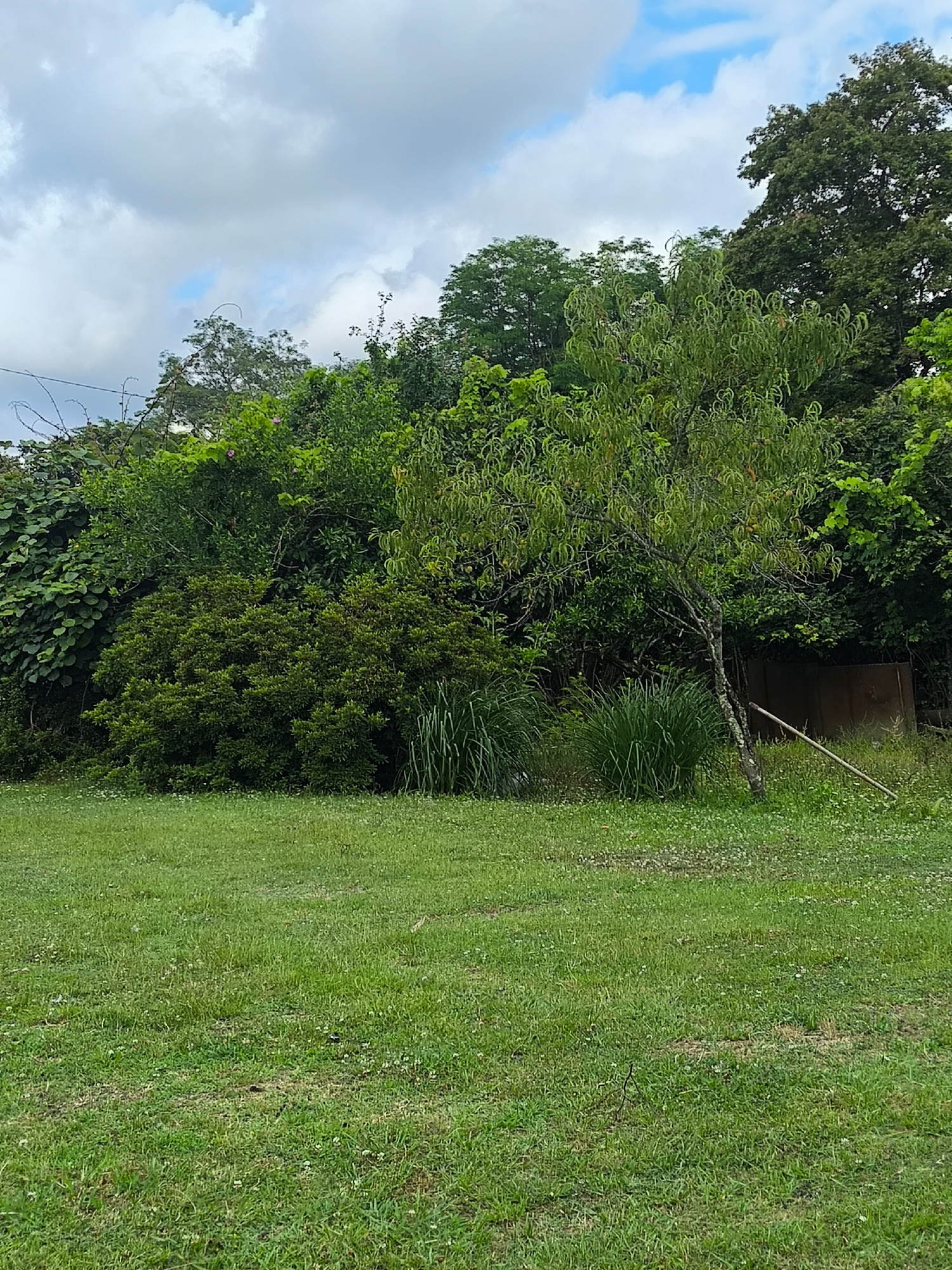 The image depicts a grassy area in the city of Adzyubzha, Abkhazia, with a dense background of various trees and foliage. The foreground consists of a well-maintained lawn, scattered with small white wildflowers. In the middle ground, a slender tree with light-colored bark and sparse green leaves stands on the right side, leaning slightly to the right. Behind the tree, there is a dark, rectangular structure, possibly a shed or fence, made of weathered material. To the left of the tree, a clump of tall, green grass grows. The background is filled with a variety of lush green trees and bushes, creating a natural, overgrown appearance. The sky above is partly cloudy, with patches of blue visible. There are no people or animals visible in the scene. A long, thin stick lies diagonally on the grass, extending from near the tree towards the right edge of the image.