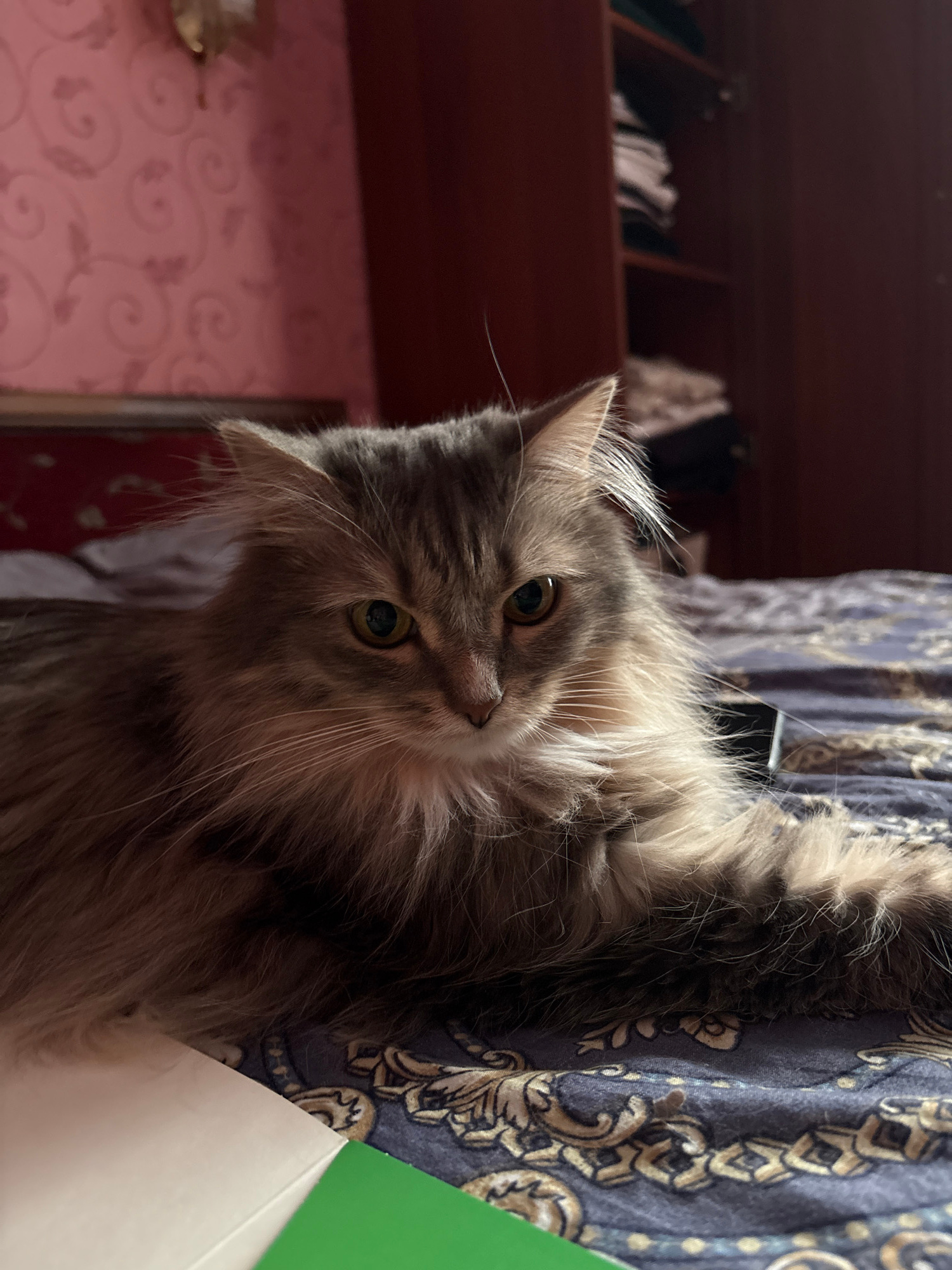 A long-haired tabby cat with green eyes is lying on a bed with a patterned comforter. The cat is facing the camera, with its head slightly tilted. The background shows a pink patterned wallpaper and a wooden closet. The image appears to be taken indoors, likely in a residential setting. There are no people visible in the image. The location of the city of Perm, Russia, is not indicated in the image.