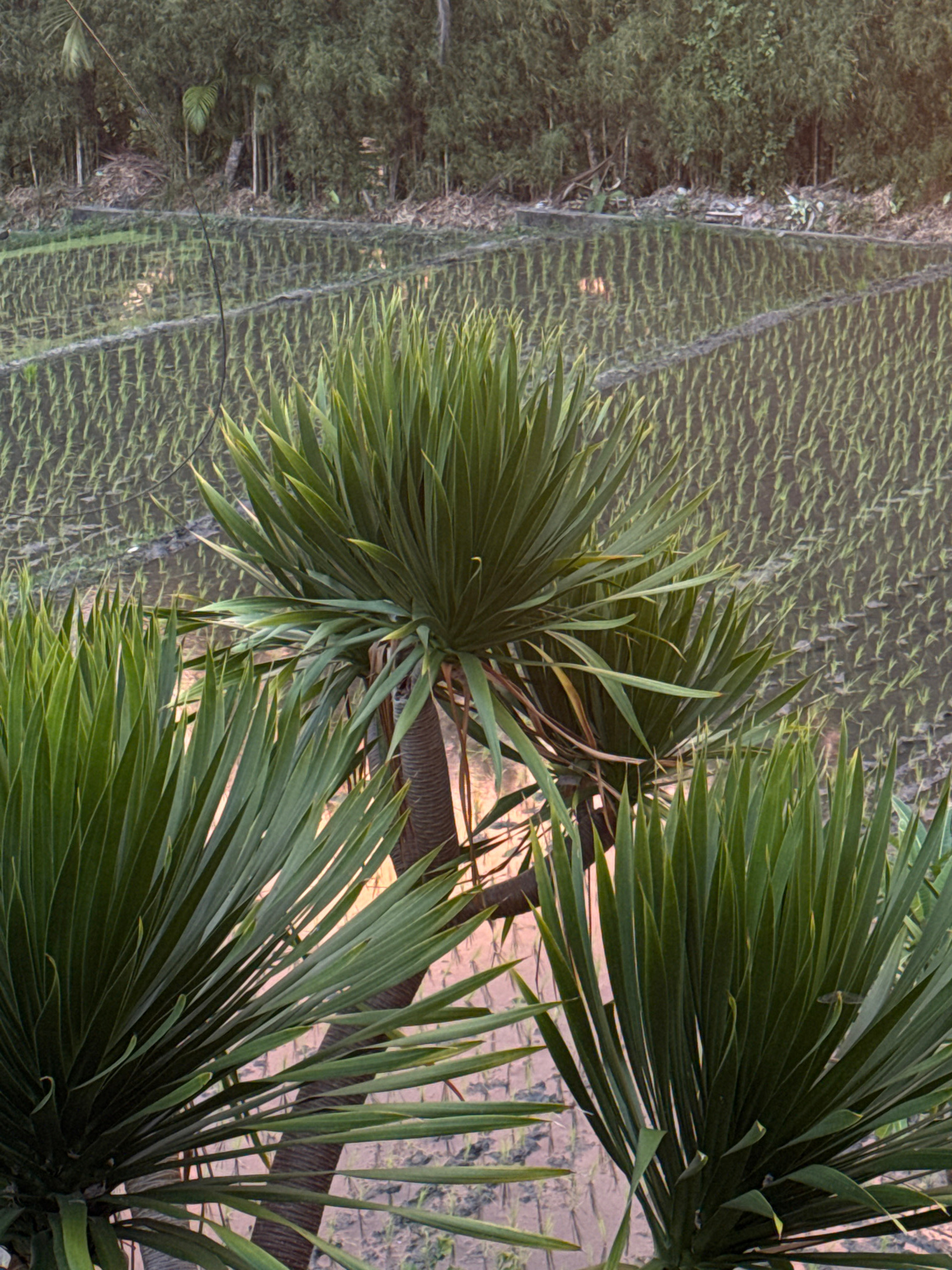This is a vertically oriented, medium shot of a tropical landscape with a focus on lush green palm fronds in the foreground. Behind the fronds, a rice paddy or similar agricultural field stretches into the distance, with visible terracing or rows. The field appears to be partially flooded, reflecting the light. To the left of the field, there is a dense growth of trees and vegetation, creating a dark green border.
In the middle ground of the rice paddy, there are some wooden structures, possibly bridges or walkways, and faint indications of a building or dwelling with a warm, orange light emanating from it, suggesting it might be dusk or dawn. The sky is not visible, but the lighting on the scene indicates a warm, possibly humid environment.
The palm fronds are a vibrant green and appear healthy and full. The fronds in the foreground are sharp and detailed, while the background elements are slightly softer, providing a sense of depth. There is no discernible text in the image. The overall mood is serene and peaceful, evoking a sense of a tranquil, rural setting in a warm climate.