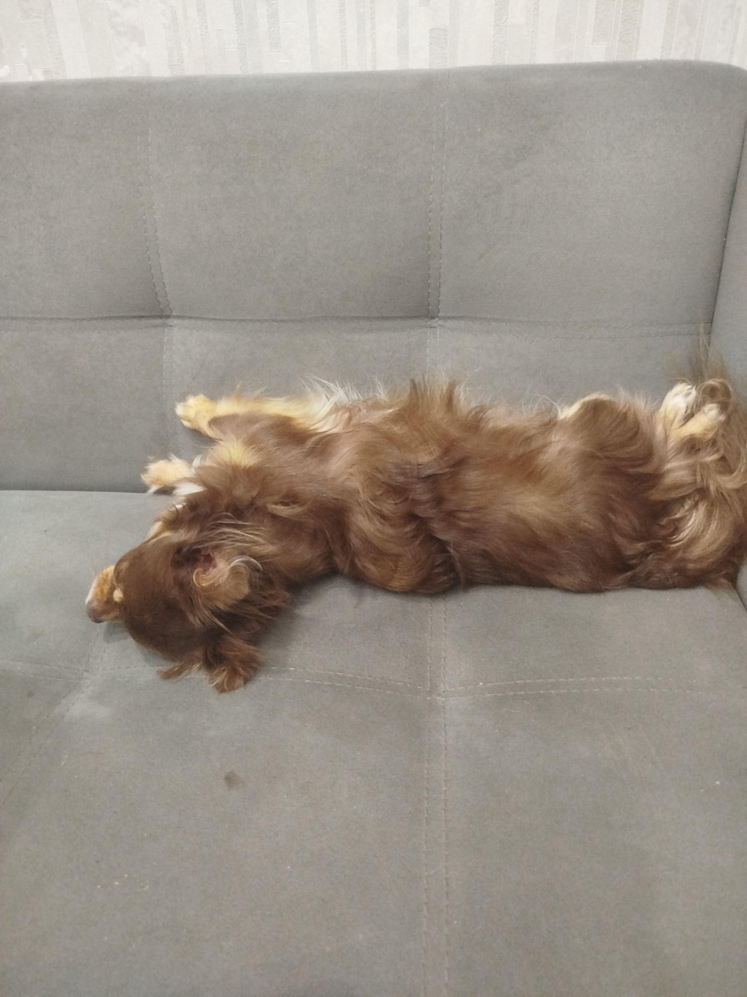 A long-haired, reddish-brown dog is lying on its back on a grey, upholstered sofa. The dog's eyes are closed, and its body is stretched out, with its paws in the air. The sofa is in a room with a patterned wallpaper. The image was taken in Blagoveshchensk, Russia.