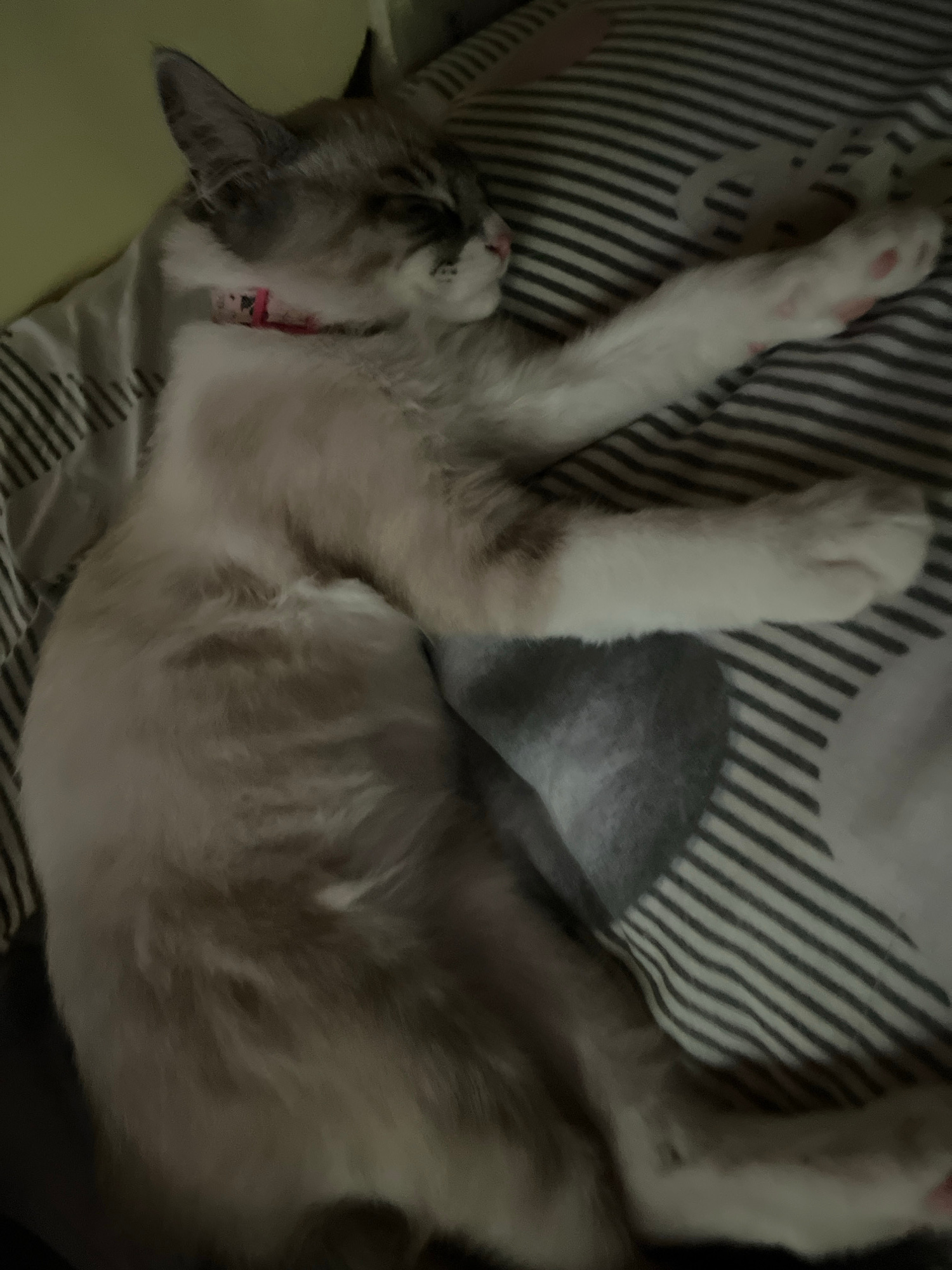 A light-colored cat with darker tabby markings on its head and tail is sleeping on a bed with striped bedding. The cat is curled on its side, with its eyes closed and its paws extended. A pink collar is visible around its neck. The bedding appears to be composed of thin, dark grey and white stripes. A grey pillow is tucked behind the cat. The scene is dimly lit, suggesting it is nighttime or the room is dark. The exact location within Iquique, Chile, is not discernible from the image.