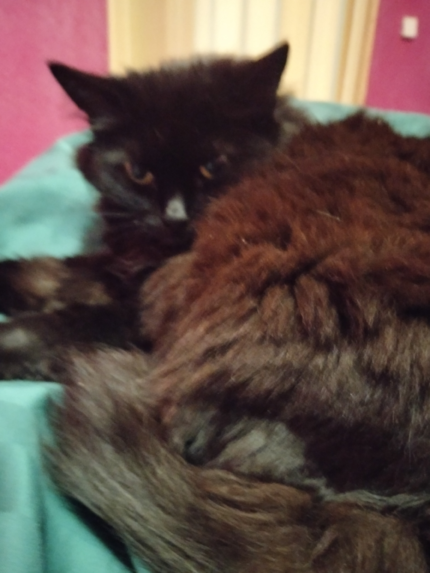 A black, long-haired cat is lying down on a teal-colored blanket or surface. The cat is mostly in focus, with its head and part of its body visible. Its fur appears dark, with some reddish-brown undertones, especially on its body and tail. The cat's eyes are partially closed, and its gaze is directed towards the viewer with an alert or curious expression. The background is slightly out of focus, showing a pink wall and some vertical blinds or curtains. There's also a small white object on the pink wall, possibly a light switch or a decorative item. The lighting suggests it is indoors, likely during the day or evening. The scene appears to be a domestic setting. No text is visible in the image.