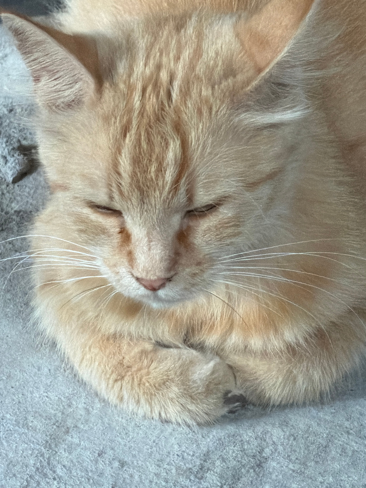 A close-up, overhead shot shows a ginger cat sleeping on a textured grey surface. The cat's eyes are closed, and its paws are tucked in. The cat's fur is light orange with some darker ginger markings. The surface the cat is sleeping on appears to be a blanket or rug. The lighting is soft and natural. There is no information provided about the location being Tashkent, Uzbekistan.