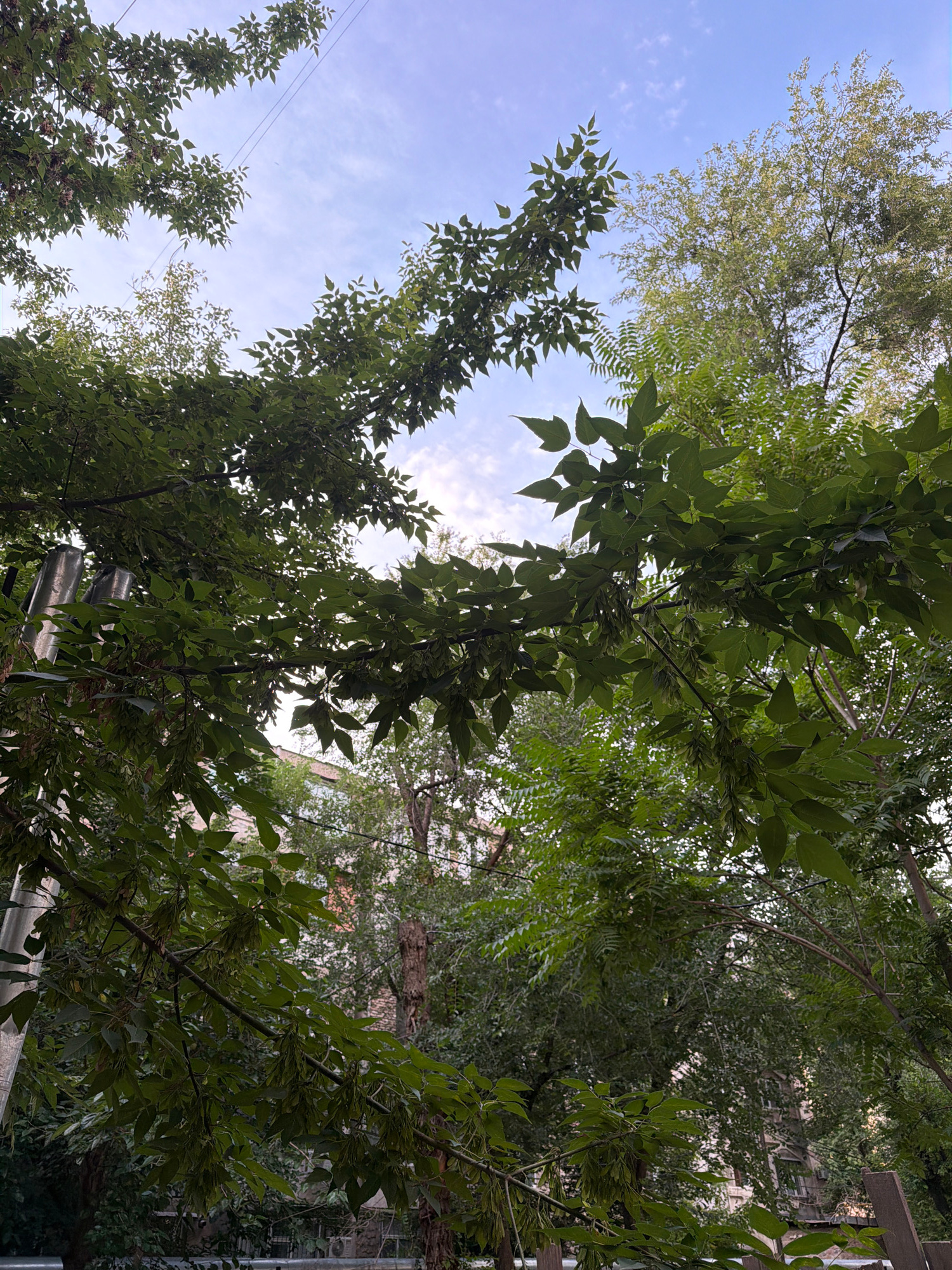 The image shows a view looking up through tree branches against a sky with scattered clouds. The trees are lush and green, with some branches drooping downwards. In the background, there are buildings and a utility pole. This scene is consistent with an urban environment in Shymkent, Kazakhstan, likely captured during daylight hours.