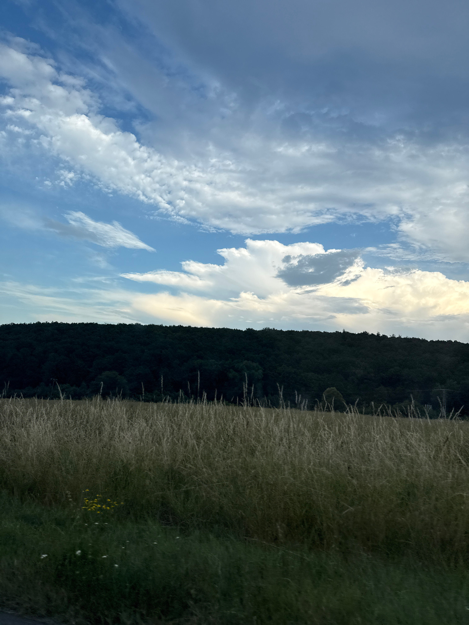 A vertical, eye-level shot captures a landscape dominated by a dense, dark green forest on a rolling hill. The sky above is a dramatic mix of blue and white clouds, with some areas illuminated by the sun, suggesting either sunrise or sunset. In the foreground, a field of tall, dry grass stretches across the image, with patches of green grass and a small cluster of yellow wildflowers visible towards the left. The overall scene depicts a natural, rural environment in Weidenhausen, Germany.