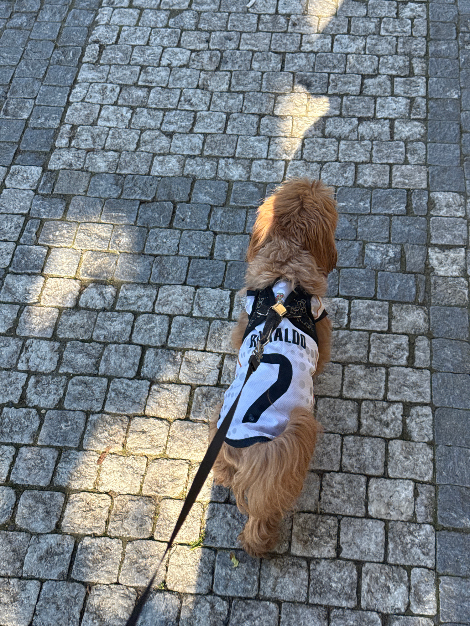 A medium-shot, high-angle, eye-level, over-the-shoulder shot captures a light brown, fluffy dog from the rear. The dog is wearing a white soccer jersey with a black trim and the number "7" prominently displayed in black on the back, along with the name "RONALDO" in black letters. The dog is on a dark leash and is walking on a cobblestone path. Sunlight casts a dappled shadow on the path from the upper left corner of the frame. The cobblestone path appears to be made of irregularly shaped granite blocks, some of which are worn smooth by foot traffic. The scene is set in an outdoor urban environment, likely a public walkway or square. The dog is facing away from the camera, looking towards the right side of the frame. The overall impression is that of a pet being walked on a sunny day in a European city.