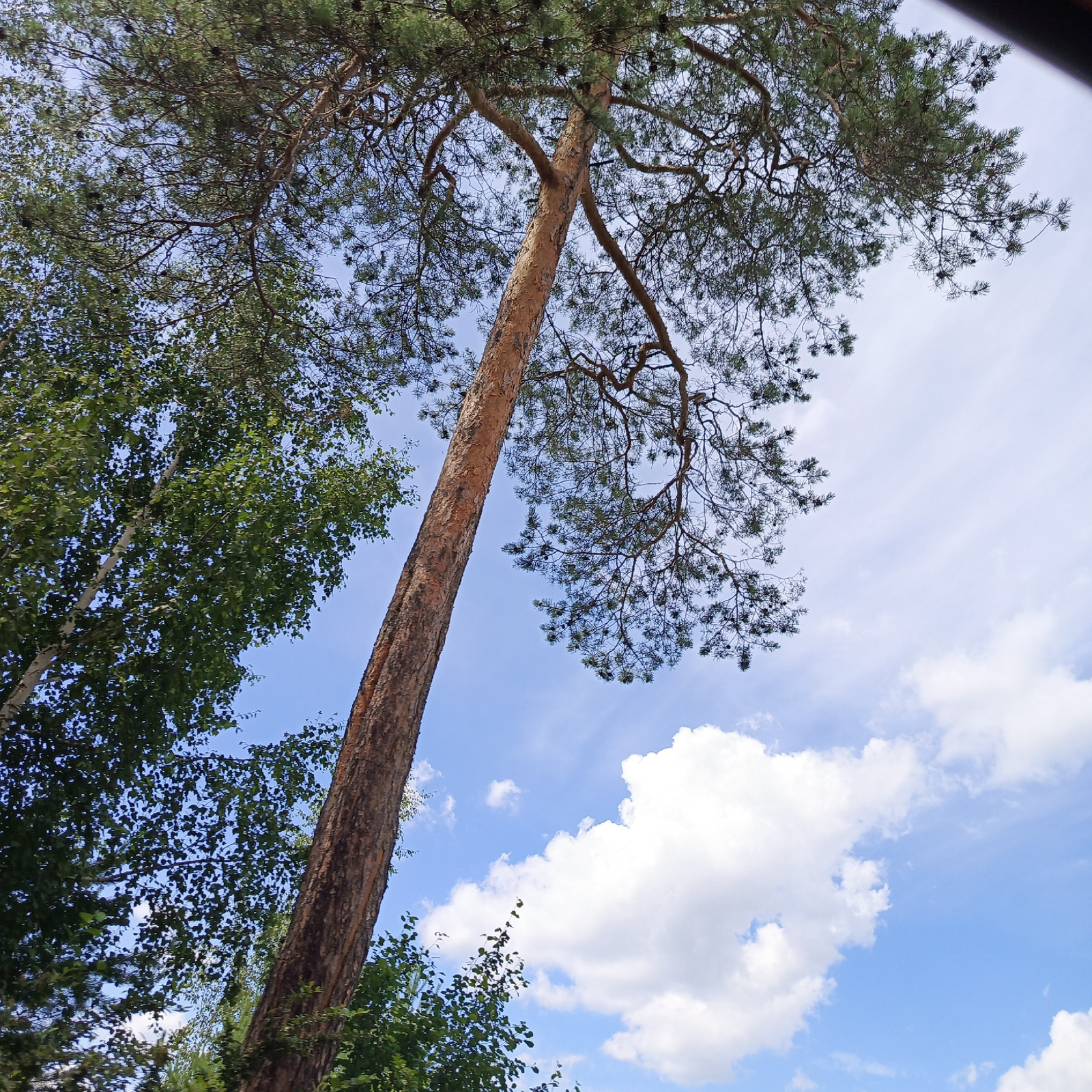 A tall, slender pine tree trunk with rough, textured bark dominates the foreground, extending from the bottom left towards the top of the image. Its branches, laden with dark green pine needles and numerous pine cones, spread out against a bright blue sky dotted with fluffy white clouds. To the left of the pine, a cluster of trees with lighter bark and green leaves, possibly birch trees, are visible. The overall scene depicts a natural environment, likely a park or forest edge, under a clear sky. There are no people or human activity evident in the image. This scene could be found in a park within Yekaterinburg, Russia, such as Mayakovsky Central Park of Culture and Recreation or the Botanical Garden.