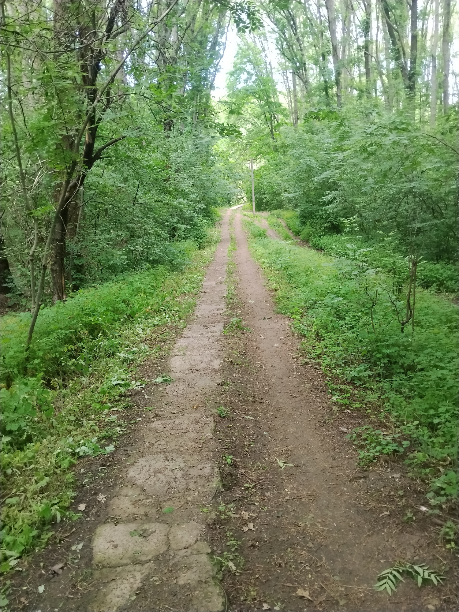 A dirt path winds through a dense forest. The path is surrounded by lush green foliage and tall trees. The path is uneven and appears to be well-worn, with tire tracks visible in the dirt. There are some scattered leaves and debris on the path. In the distance, the path appears to fork, with one path leading further into the woods and the other curving to the right. The scene is peaceful and secluded.