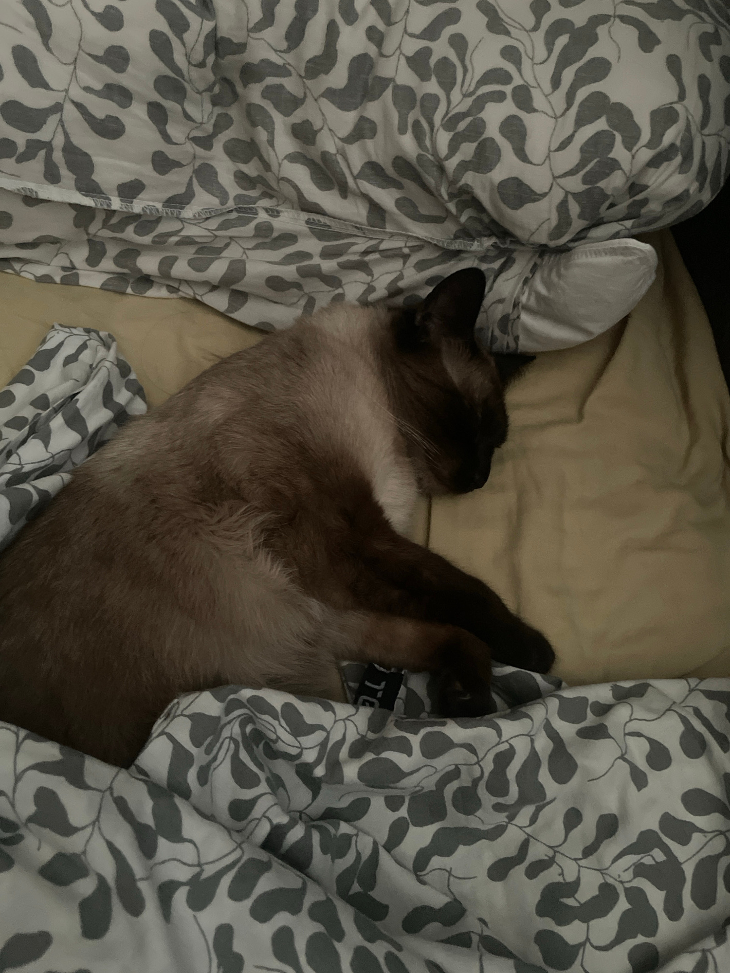 A Siamese cat is sleeping on a bed covered with bedding that features a gray leaf pattern on a white background and a yellow pillow. The cat is curled up on its side, with its head resting on the pillow. The environment appears to be a bedroom, likely in a residential setting. There is no information available regarding the specific location in the city of Sofia, Bulgaria.