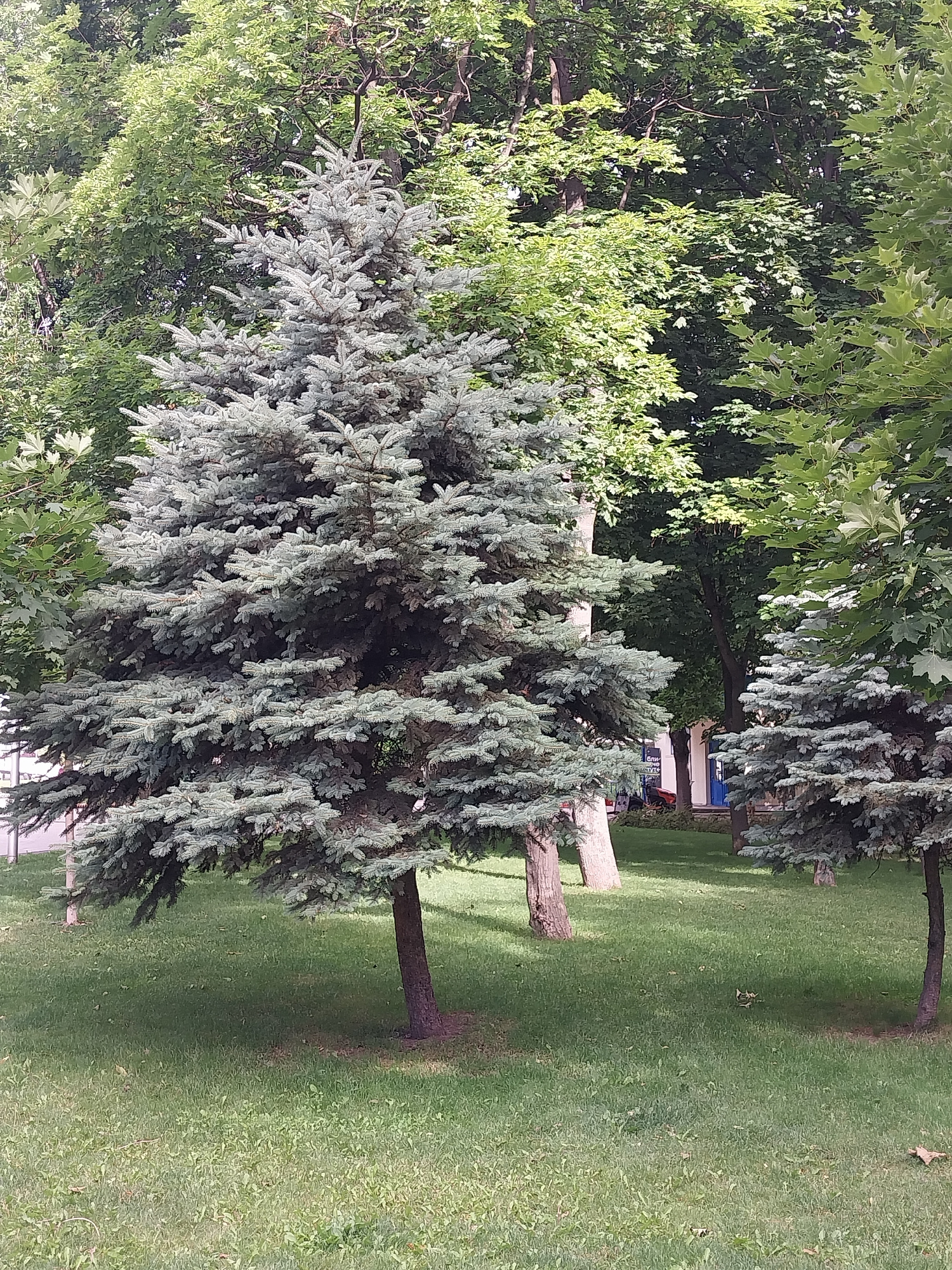 The image depicts an outdoor scene featuring several coniferous trees, characterized by their blue-green foliage, and deciduous trees with lush green leaves, creating a park-like environment. The ground is covered in green grass. In the background, a building with a white facade and a blue door is partially visible, along with other structures and trees. The overall setting suggests a public park or a landscaped area within a city. This scene is consistent with locations within the city of Dnipro, Ukraine, where such urban green spaces are common.