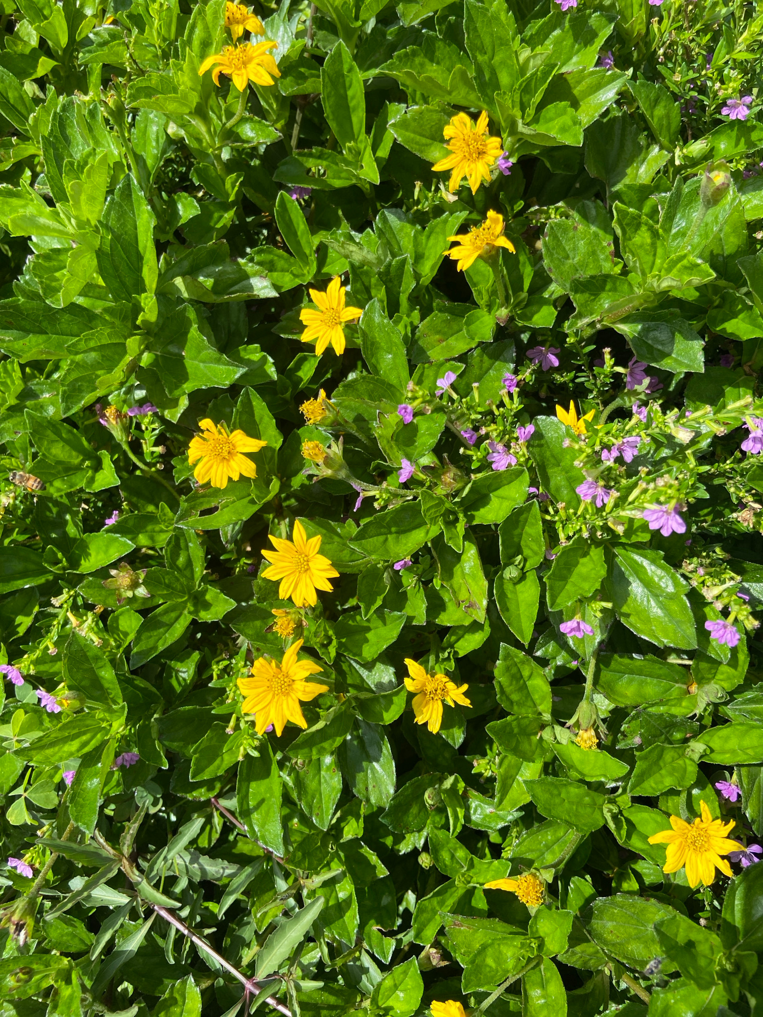 This is a top-down, close-up shot of a dense ground cover of lush green foliage with numerous small yellow flowers and a scattering of tiny purple flowers. The yellow flowers are the most prominent subjects, with several in various stages of bloom, some fully open and revealing their petal structure, while others are partially closed or in bud. Their vibrant yellow color stands out against the rich green leaves. Interspersed among the yellow flowers are clusters of delicate purple flowers, adding a subtle contrast and complexity to the scene.
The foliage is thick and textured, with the leaves appearing glossy and well-hydrated, suggesting a healthy and thriving plant. The lighting indicates it is daytime, with sunlight casting distinct shadows and highlights on the leaves and flowers, creating a sense of depth and dimension. There are no people or man-made objects visible in the image. The overall impression is of a natural, vibrant, and densely vegetated area. The presence of the yellow and purple flowers suggests a warm and possibly humid environment, consistent with a location like Jos, Nigeria, during a favorable growing season. The scene evokes a feeling of natural beauty and abundance. There is no visible text in the image.