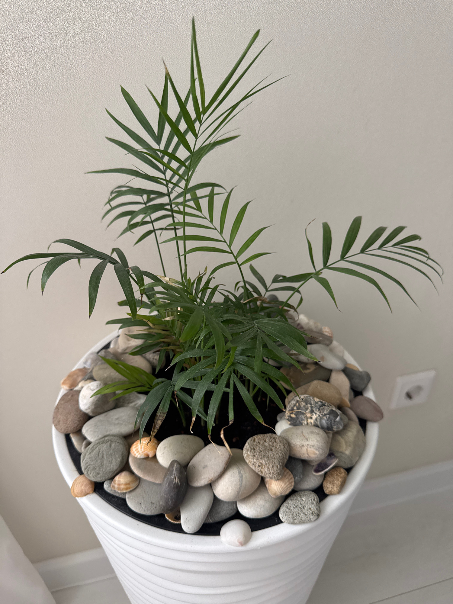 A potted parlor palm plant with green fronds is displayed in a white planter. The soil surface of the planter is covered with decorative pebbles and seashells. The planter is positioned on a surface, and a wall with an electrical outlet is visible in the background. The scene appears to be indoors, in a domestic setting. The location is not specified.