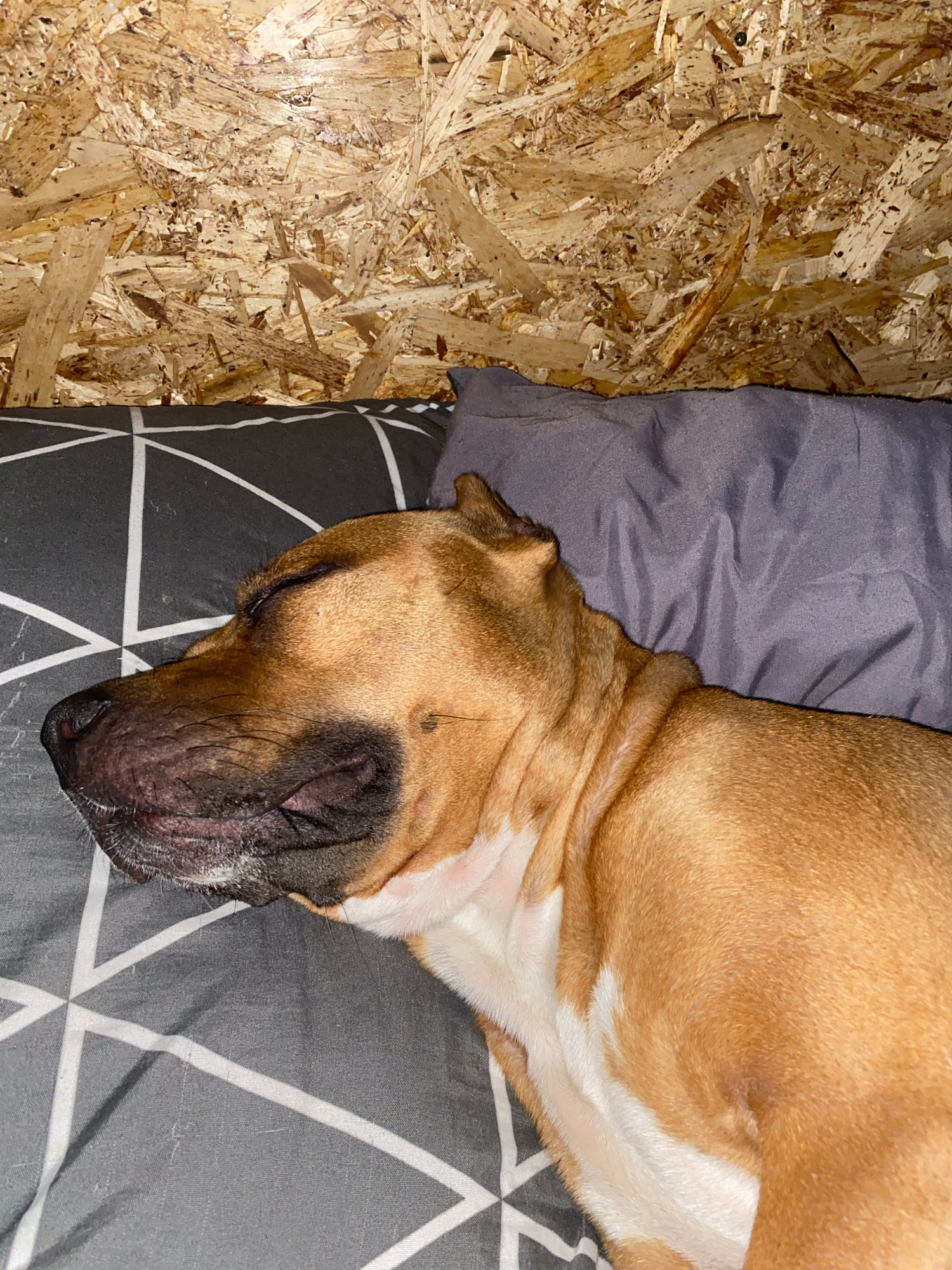 A medium shot shows a tan and white pit bull terrier sleeping on a patterned pillow and a gray pillow, against a background of rough, unfinished wood paneling. The dog is lying on its side, with its eyes closed and its head resting on the pillows. Its fur is short and smooth, and its chest and legs are white. The dog's face is dark brown, and its nose is black and wet. The pillows are arranged in a way that suggests the dog is comfortable and relaxed. The wood paneling is rough and textured, with visible grain and knots. The overall scene is one of domestic tranquility, with the dog enjoying a peaceful sleep in a comfortable setting.
