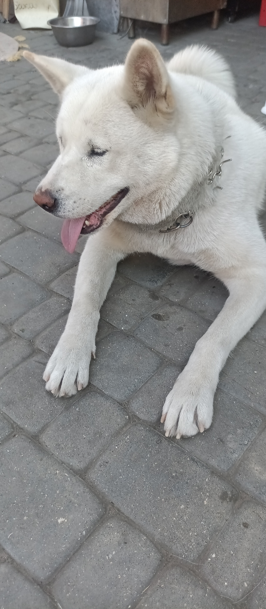 A white dog with light brown-tipped ears is lying on a paved surface, possibly an outdoor patio or walkway. The dog has its eyes closed and its pink tongue hanging out, suggesting it is panting or relaxed. It is wearing a metal chain collar. The background shows a glimpse of what appears to be a rustic outdoor setting with a metal bowl and some furniture or structures. The lighting suggests it could be daytime. The paved surface is made of grey rectangular blocks arranged in a herringbone pattern. There is no visible text in the image. The scene depicts a moment of rest for the dog in an outdoor environment.