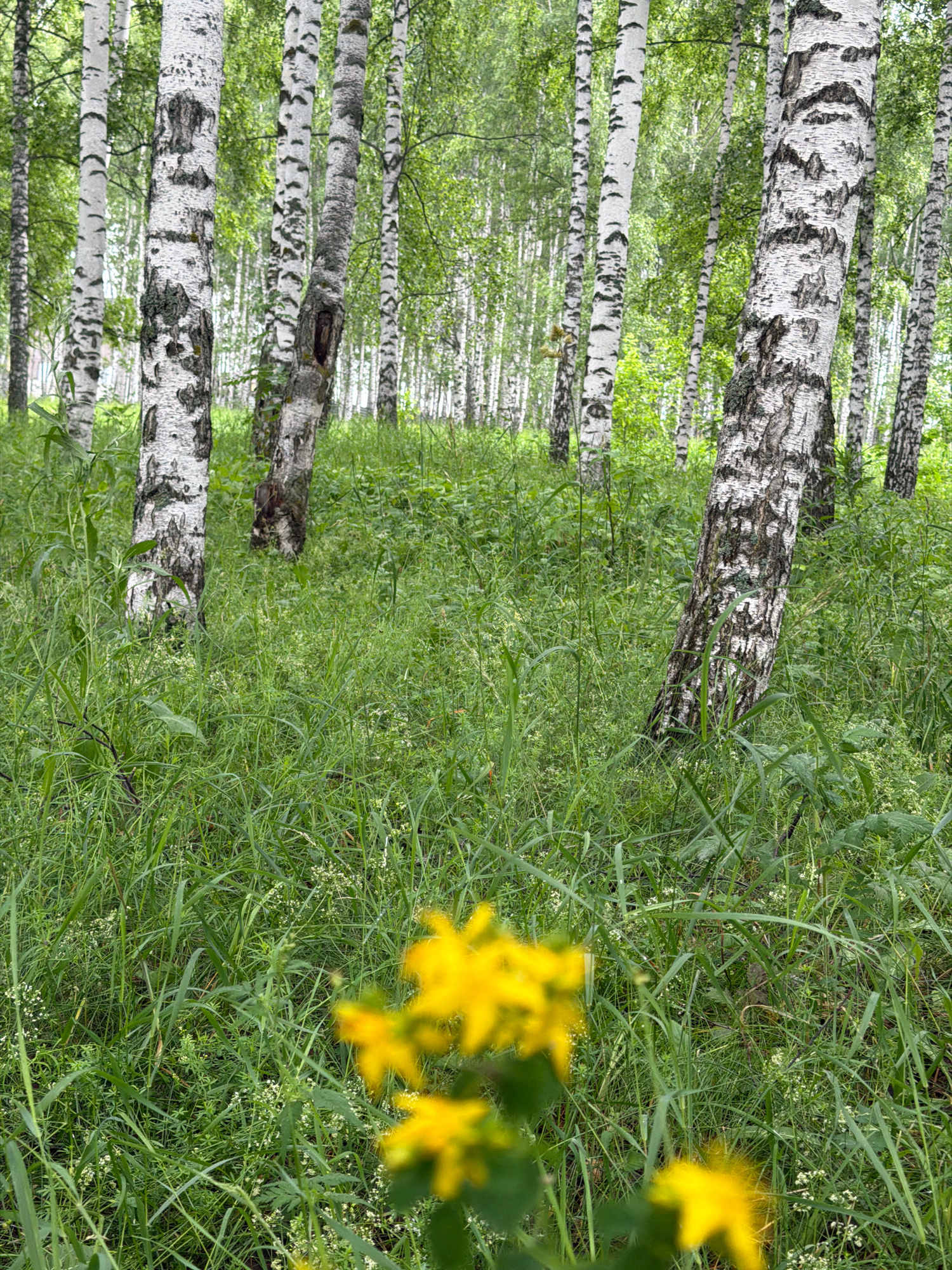 A low-angle, eye-level shot captures a dense birch forest. Tall, slender birch trees with white and black bark dominate the scene, their trunks forming a vertical pattern. Lush green grass and various wild plants grow abundantly in the undergrowth, creating a thick carpet that obscures the ground. In the foreground, out of focus, several bright yellow flowers add a pop of color to the verdant landscape. The lighting suggests a daytime setting, likely overcast or shaded, with diffused natural light filtering through the leaves.