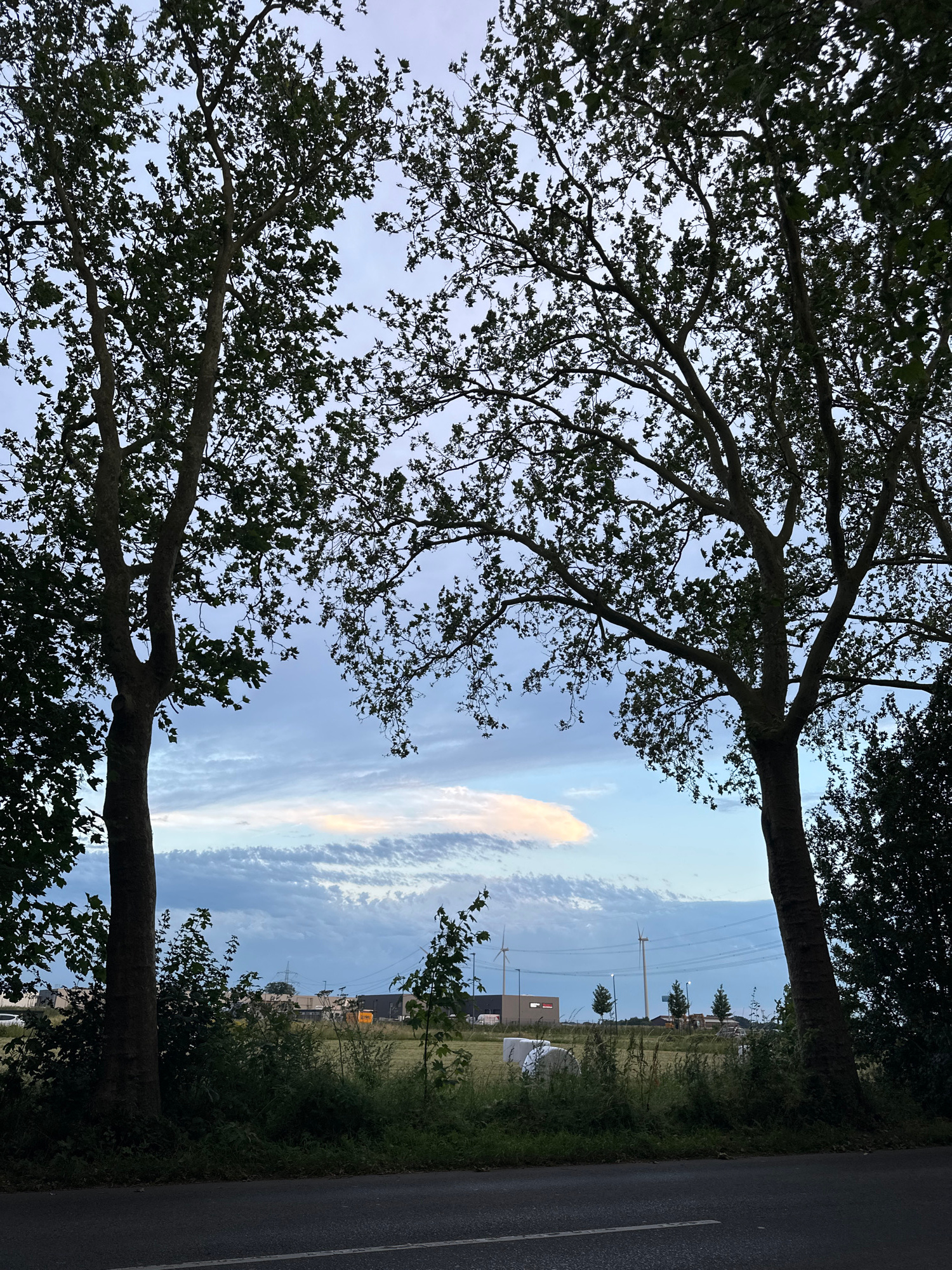 The image depicts a view through two large trees framing a landscape with a cloudy sky. In the distance, several wind turbines are visible, along with some buildings and what appear to be hay bales covered in white plastic. The scene is likely located in an area on the outskirts of Krefeld, Germany, given the presence of wind turbines and the open field setting, which are common in the rural and semi-rural areas surrounding the city. The sky is a soft blue with layered clouds, some of which are tinged with yellow and pink, suggesting either sunrise or sunset. A paved road runs in the foreground. There are no people or animals visible in the image.