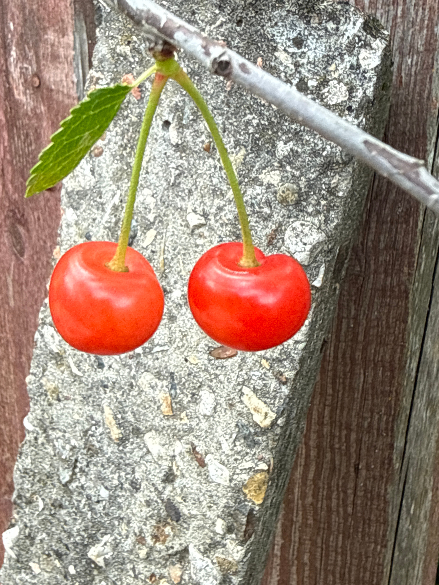 The image features two bright red cherries on a thin green stem, attached to a twig. One cherry is positioned above and to the right of the other. A single green leaf, with visible veins and serrated edges, is attached to the stem below the cherries. The cherries and stem are resting on a rough, textured grey surface that appears to be concrete with embedded stones. Behind the concrete, a wooden surface with visible grain and texture is present. The lighting suggests daylight, and the overall scene is an outdoor setting. The image does not depict any people or text. The location context is Dmitrov, Russia.