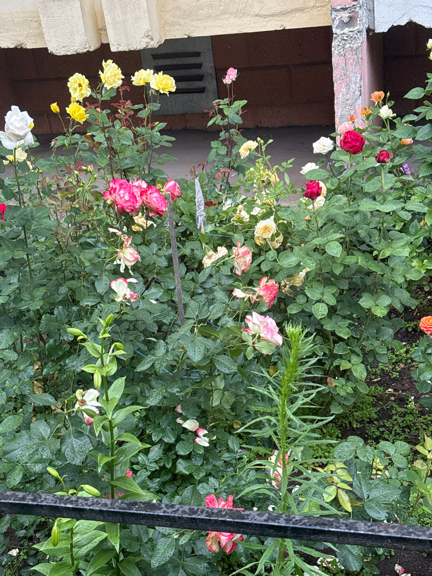 This media file shows a close-up, vertically oriented view of a bush laden with many roses of various colors, including pink, yellow, white, and red. The roses are in different stages of bloom, with some fully open and others still in bud. The leaves of the rose bush are a lush green, and many appear to be wet, suggesting recent rain.
The bush is growing alongside a weathered, textured wall, part of which is visible on the left side of the frame. This wall has a light beige, stucco-like finish and a darker, brick-like section with a ventilation grate. A dark metal railing or fence is partially visible on the right side of the image, running vertically. The ground beneath the bush is visible in the background, covered with dark soil and some smaller green plants.
The overall scene suggests a garden setting, likely outdoors. The wet leaves and the overcast appearance of the lighting hint that it might be a cloudy or rainy day. The image composition focuses on the beauty and abundance of the blooming roses, with a sense of natural growth and a touch of domesticity implied by the adjacent wall. There is no text visible in the media file. The location context is Khimki, Russia.