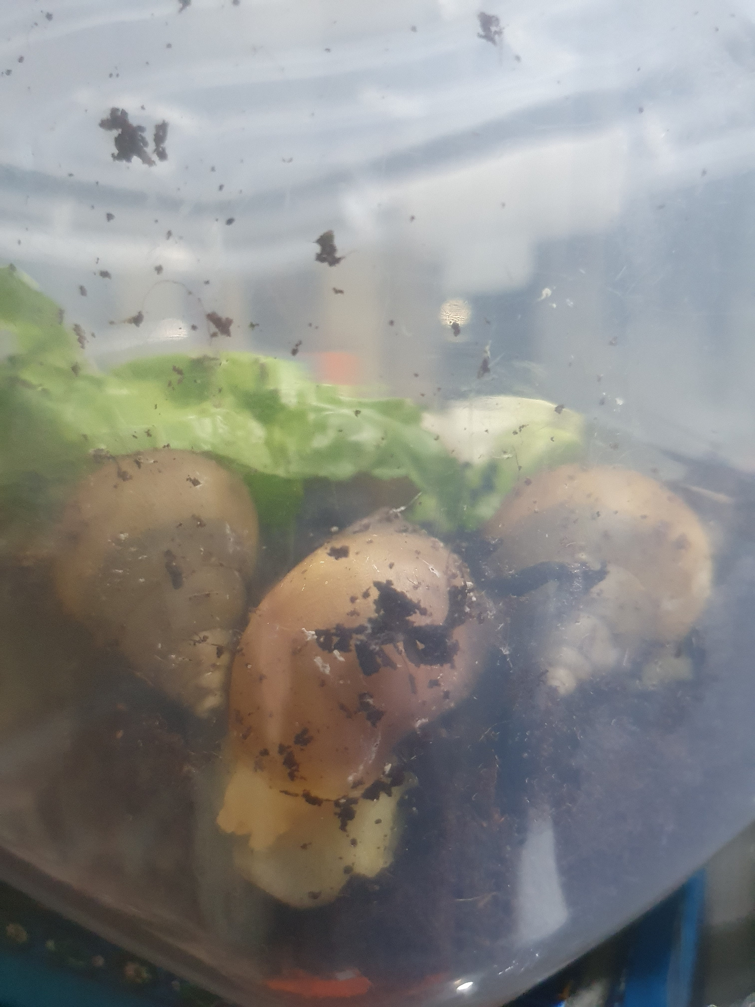 The image shows three snails inside a clear plastic container filled with dark soil and some green leafy material. The snails have light-colored shells with some dirt on them. The container is slightly smudged, and there are small specks of dirt on the inside surface of the container, likely from the snails. The background is blurred, showing a mix of light and dark gray tones, suggesting an indoor environment with diffused lighting, possibly near a window. There is no indication of the location being in Shiraz, Iran, or any other specific city.