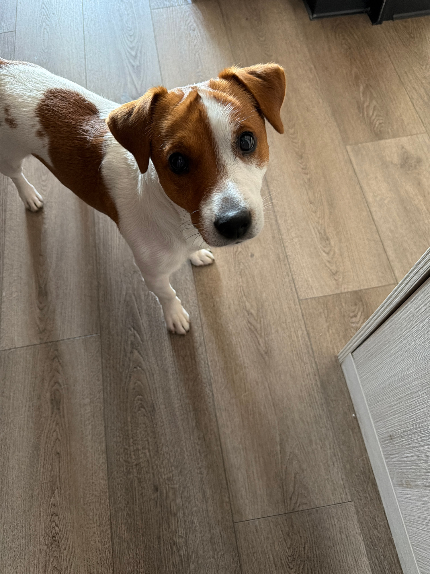 A high-angle medium shot captures a Jack Russell Terrier standing on a light-colored wood-laminate floor. The dog is predominantly white with brown markings on its head and back, with one ear pointed upwards and the other folded. It looks directly at the camera with dark eyes. To the right of the dog, a sliver of a light gray, textured cabinet or doorframe is visible. The image was taken indoors. There is no information about the location in Moscow, Russia.