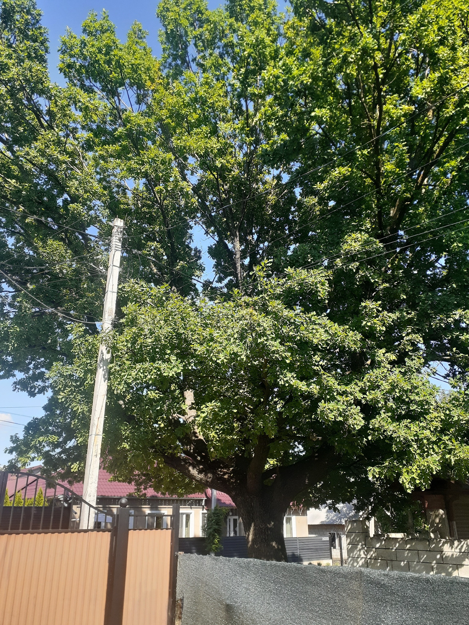 This is a medium-shot, vertically oriented, outdoor photograph captured during the daytime. The scene is dominated by a large, mature oak tree with abundant green foliage, filling much of the frame. The tree's thick trunk is visible on the left side of the image, with branches extending upwards and outwards, some of which are intertwined with thin, dark electrical wires. A weathered, light-colored utility pole, also adorned with wires, cuts across the middle of the image, from the lower left towards the upper right.
In the background, beyond the tree and utility pole, glimpses of buildings are visible. These appear to be houses or smaller structures, with elements like windows and dark-colored roofing. A fence, with corrugated, light brown panels, runs along the right side of the frame, partially obscuring the view of the buildings. The sky is a clear, bright blue, suggesting fair weather. The lighting indicates it's likely a sunny day, casting shadows from the tree and buildings, though the overall impression is bright and verdant. No people are visible in the image. The scene appears to be a residential area or a park within Bălți, Moldova, characterized by mature trees and common urban infrastructure.