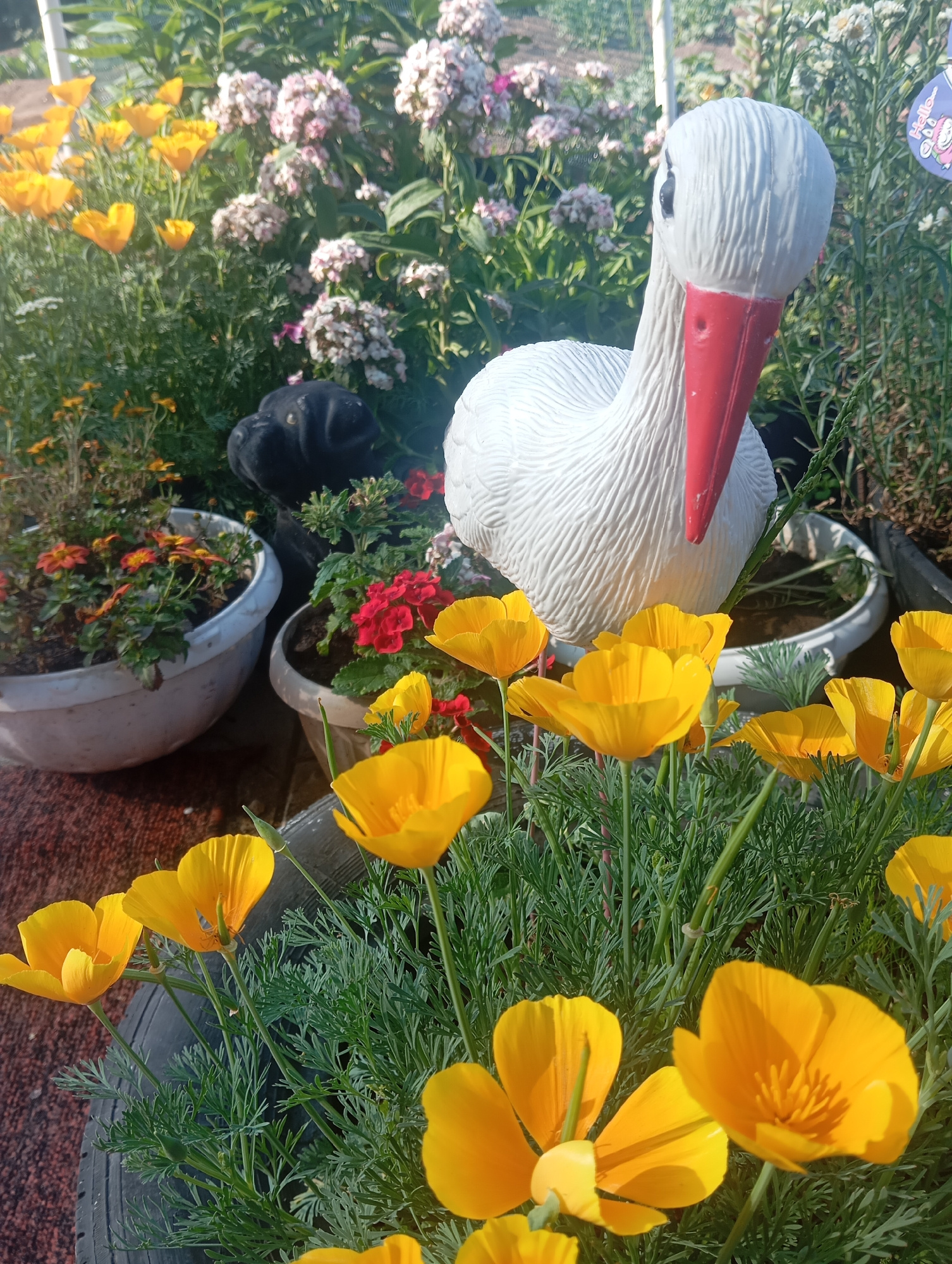 In a sunlit outdoor garden setting, a white stork figurine with a red beak stands prominently among a variety of blooming flowers. The stork's head is tilted slightly downwards, and its eye is visible. In the foreground, a dense cluster of bright yellow California poppy flowers, also known as eschscholzia, are in full bloom, with some closed buds also present. Behind the poppies, to the left, a white planter holds a mix of orange and red flowers. Further back, a black dog figurine with its head tilted upwards is visible. Behind that, another planter contains red flowers. In the background, clusters of pink and white phlox flowers are visible, along with other greenery. The scene is lit by natural sunlight, casting shadows and highlighting the vibrant colors of the flowers and the stork figurine. The ground appears to be covered in a reddish-brown, textured material, possibly a rug or gravel.