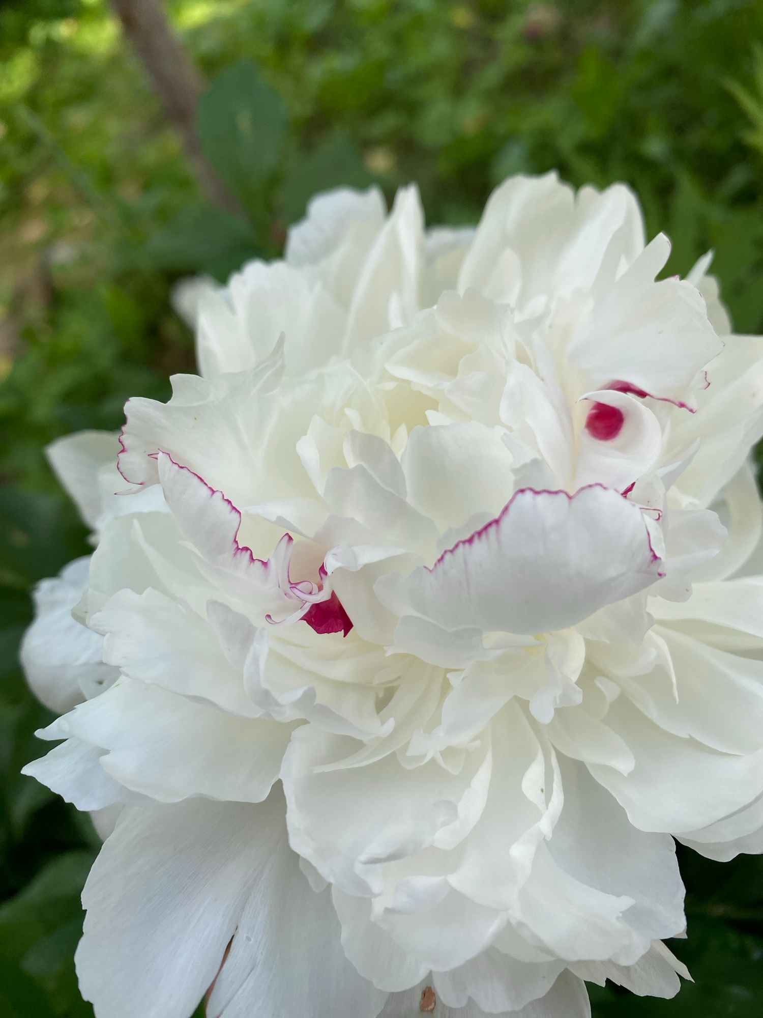 A close-up, full-frame, vertical shot features a fully bloomed white peony flower with hints of pink and magenta. The peony's petals are layered and voluminous, with delicate pink-purple edges and small, vibrant magenta spots visible within its center. The background is blurred green foliage, suggesting an outdoor garden setting. The image lacks any discernable urban elements or specific landmarks that would allow for pinpointing a location within Khimki, Russia, or any other city.