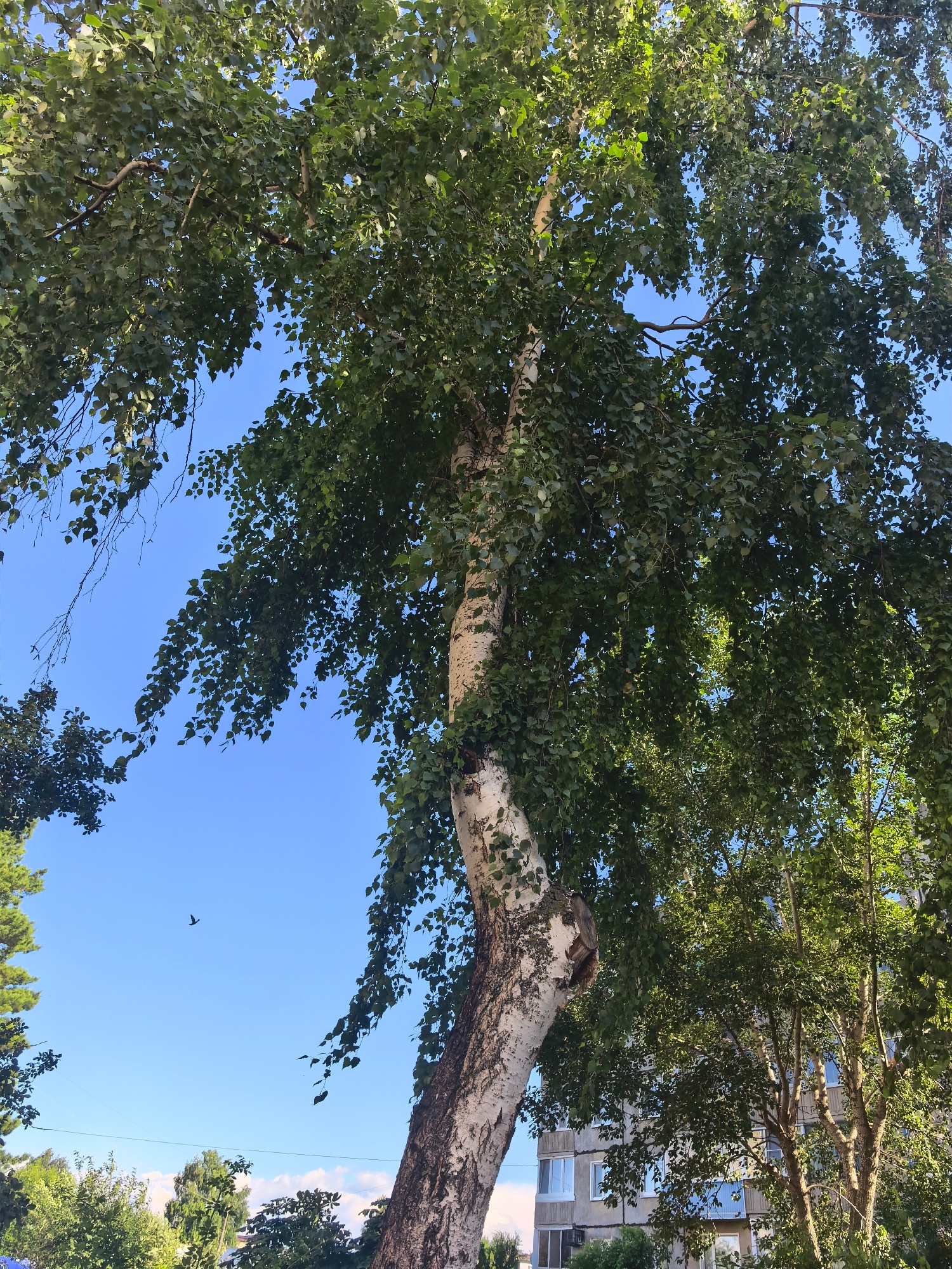 A tall birch tree with white, peeling bark dominates the foreground of this low-angle shot, its dense green foliage obscuring a bright blue sky. The tree's trunk is thick and twisted, with branches extending outwards and downwards, creating a canopy that filters the sunlight. To the right of the birch, a multi-story building with a grey facade and numerous windows is visible through the leaves, suggesting an urban or suburban setting. In the middle ground, other trees with dark green leaves are present, adding to the natural elements of the scene. A single bird is captured in flight against the clear blue sky. The lighting suggests it is daytime, with sunlight illuminating the leaves and creating a dappled effect. The overall mood is tranquil and natural, despite the presence of the building. There is no visible text in the image.