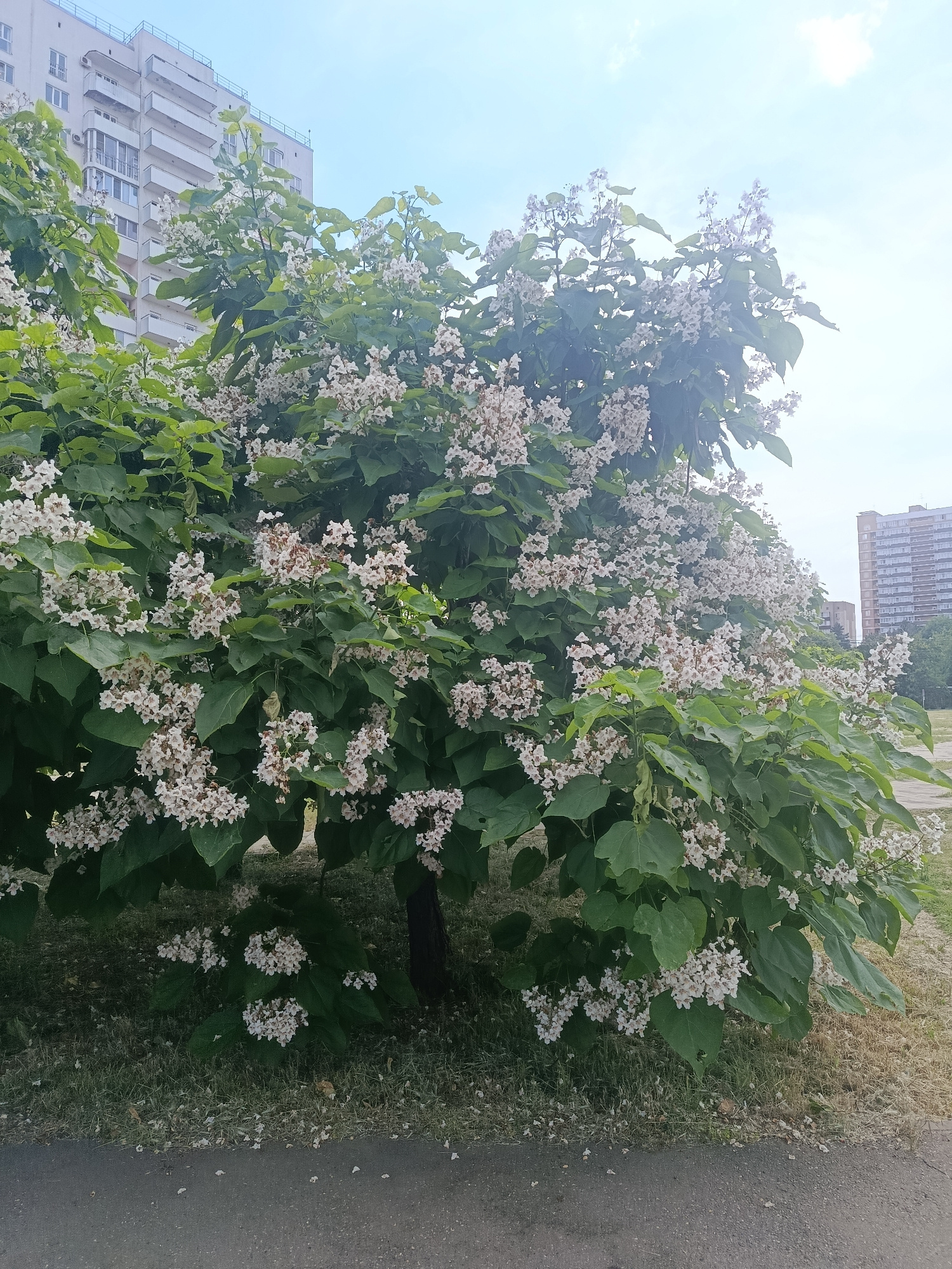 The image captures a tree in full bloom with white flowers, set against a backdrop of urban buildings and a cloudy sky. The tree is the primary subject, its branches laden with clusters of delicate white blossoms and large, green leaves. The foreground shows a patch of dry grass and a paved surface, likely a sidewalk or road. In the background, apartment buildings are visible, one on the left with multiple balconies and windows, and another taller one on the right. The sky is a pale blue with some hazy clouds, suggesting it might be daytime, possibly late morning or afternoon, under overcast or partly cloudy conditions. The presence of buildings indicates an urban or suburban setting, and the mention of Krasnodar, Russia, provides a specific geographical context. There is no discernible activity or event taking place, and no visible text. The overall impression is a peaceful, natural scene juxtaposed with its urban surroundings.