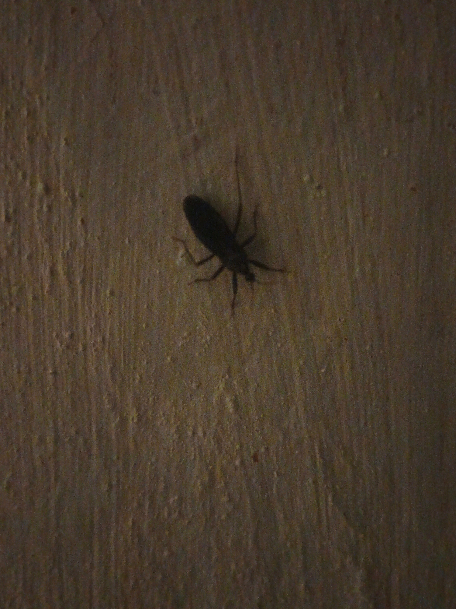 A single, dark-colored insect is silhouetted against a textured, tan-colored surface, likely a wall. The insect is positioned in the center-left of the frame and appears to be a beetle or similar arthropod with a distinct segmented body and visible legs. The surface it is on has a rough, uneven texture with small, irregular indentations. The lighting is dim, casting a shadow of the insect onto the surface. The scene is devoid of any other discernible objects or human presence. The image was taken in Marynivka, Ukraine.